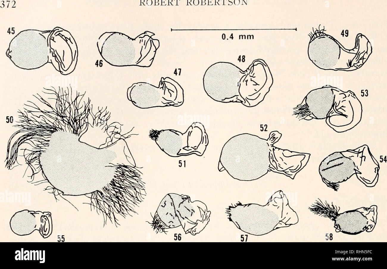 . Il bollettino biologico. Biologia; Zoologia; biologia; biologia marina. ROBERT Robertson. 58 Figure 45-58. Boouca imprcssa spermatophores dal North Carolina (Figg. 45-55) e N.W. Florida (Figg. 56-58). La figura 50 è stata schiacciata più di altri. Gli spermatozoi sono visto emergenti solo su figure 49-51, 53, 54, 56-58. (Figg. 52, 65). Bull) al fine non attaccata senza beccuccio. Spermatozoi emerge sia terminalmente o lateralmente; settore di emergere di solito mal definito. Estensione essere- yond lampadina assente. Nowhere cuticularized. Ammassato, fresche spermatozoi debolmente bianco grigiastro. 59. Si prega di notare che queste immagini Foto Stock