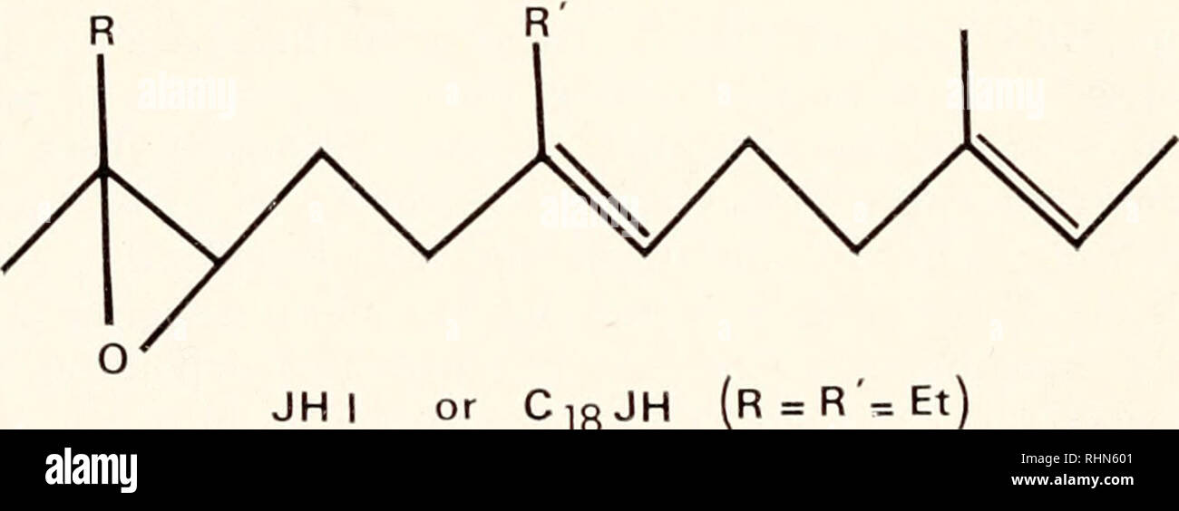 . Il bollettino biologico. Biologia; Zoologia; biologia; biologia marina. 200 G. G. PA YEN E J. D. COSTLOW ZR-512 (Gomez, Faulkner, Newman e Irlanda, 1973) o di fresco con synthe- dimensionato JH-I (Ramenofsky, Faulkner e Irlanda, 1974). Un terzo studio (Costlow, 1976) ha mostrato che un composto simile il metoprene (Altosid®: ZR-515), mentre non compromettere la metamorfosi stessa, si traduce in una ridotta sopravvivenza delle larve di fango-granchi, Rhithropanopeus harrisii; non vi è evidenza di effetti sinergici di salin- ità e il metoprene, e anche che i primi megalopa, al contrario di quanto avviene per gli stadi zoeal, represe Foto Stock