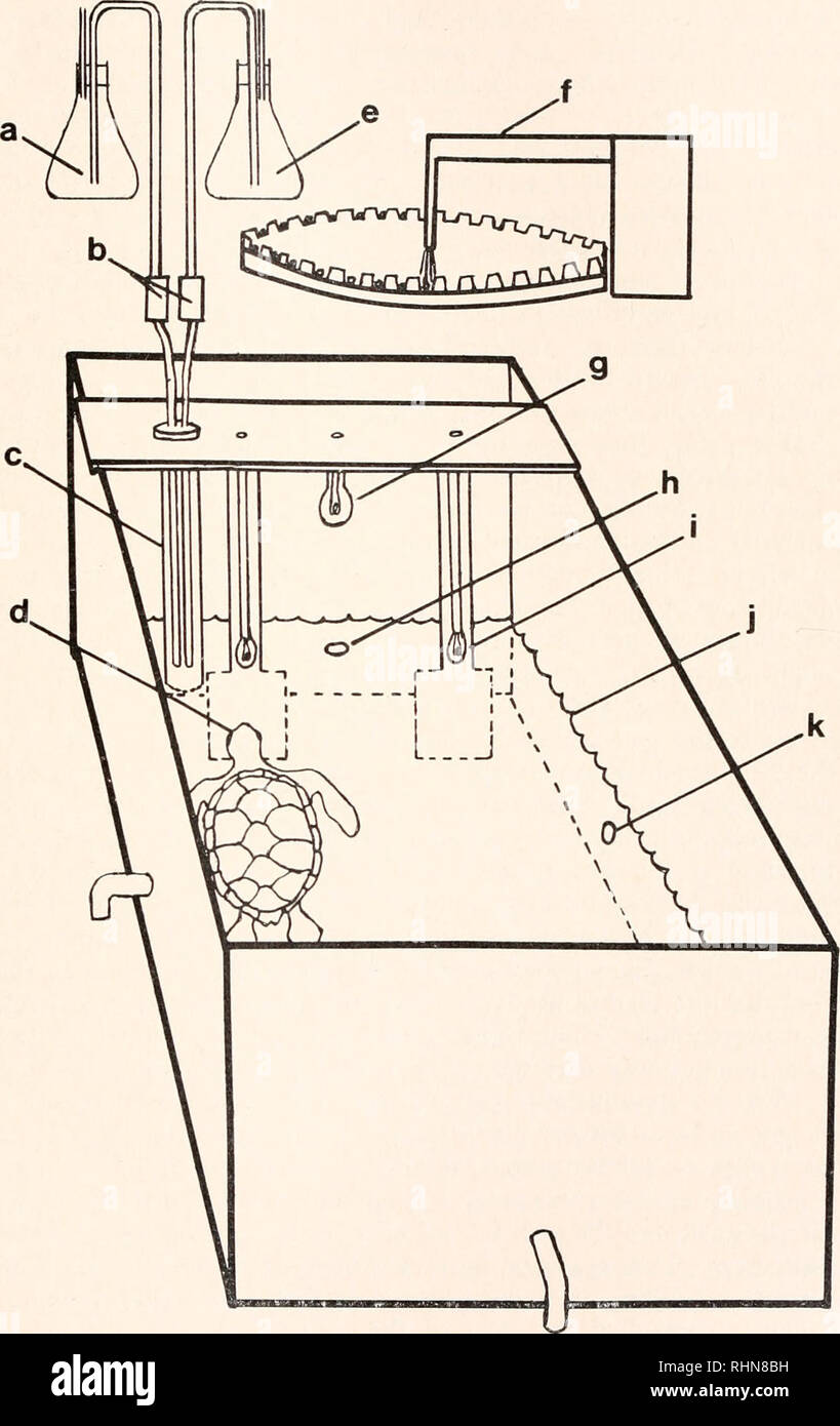 . Il bollettino biologico. Biologia; Zoologia; biologia; biologia marina. CHEMORECEPTION in tartaruga di mare 185. La figura 1. Schema del serbatoio sperimentali; (a) Chimica o serbatoio di acqua; (b) re- valvole leasing; (c) condotto in vetro scatola tubi di mandata; (d) tartaruga premendo Sinistra (la produzione del segnale) chiave; (e) secondo serbatoio; (f) Alimentatore automatico; (g) con luce a soffitto; (h) acqua ingresso; (i) tasto luce; (j ) livello acqua ; (k) uno dei tre prese d'acqua.. Si prega di notare che queste immagini vengono estratte dalla pagina sottoposta a scansione di immagini che possono essere state migliorate digitalmente per la leggibilità - Colorazione e aspetto di Foto Stock