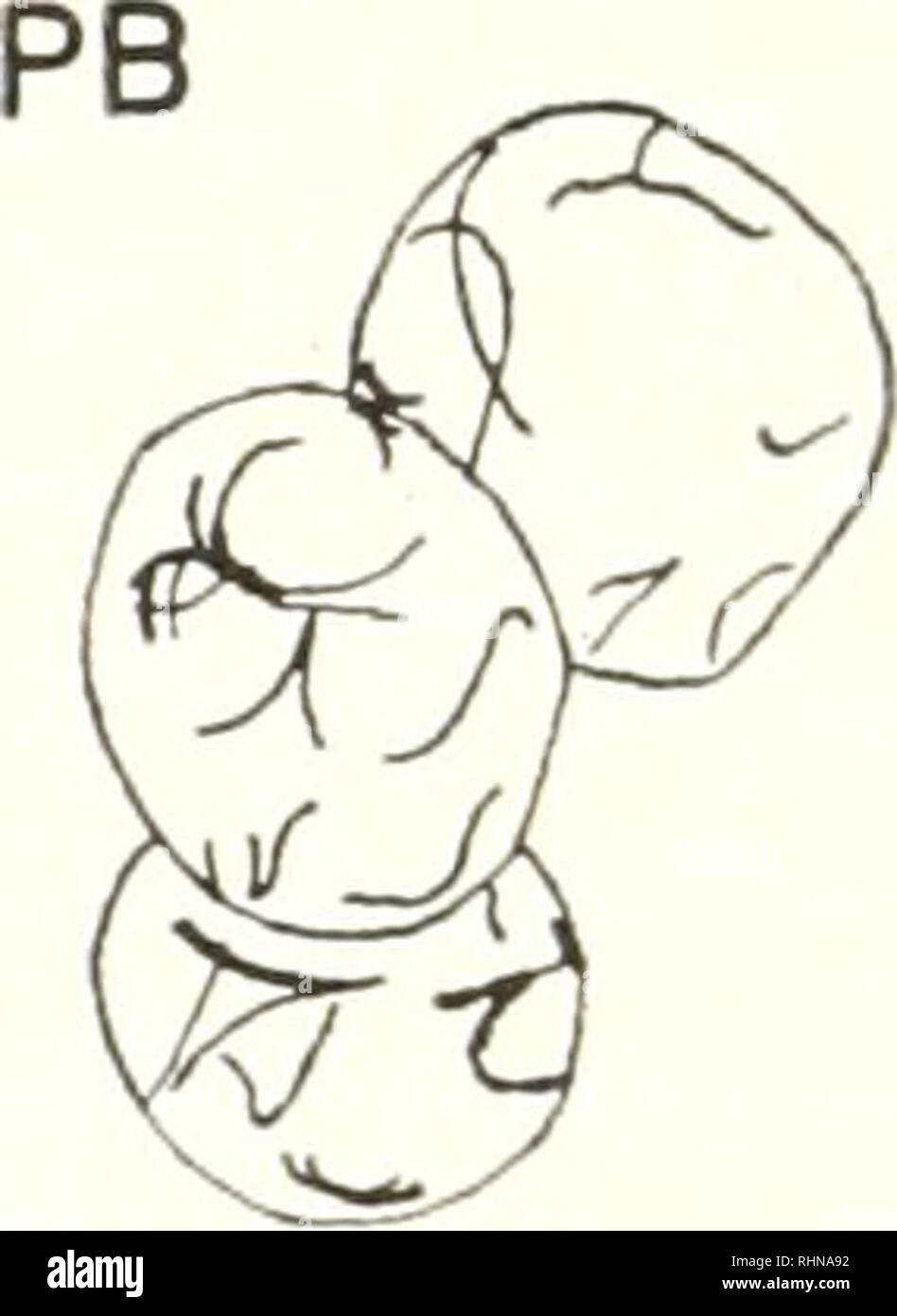 . Il bollettino biologico. Biologia; Zoologia; biologia; biologia marina. 3 La figura 1. Quattro-5-minuto uovo, telophase I. FIGURA 2. Sette-8-minuto uovo, telophase II. La figura 3. Undici-12-minuto uovo, tardo prophase prima singamia (30). era scomparsa da uno dei pronuclei. Il memhrane nucleare 5). Circa 5 minuti separano il primo pochi sfaldamenti, ma il verificarsi di altri un po' meno rapidamente. Entro la fine di un'ora l'ottavo e ultimo interno divisione di scissione è di solito in corso. Così, a 25°-26° C. La scissione all'interno dell'uovo occupa un periodo di circa 45 minuti, con la media Foto Stock