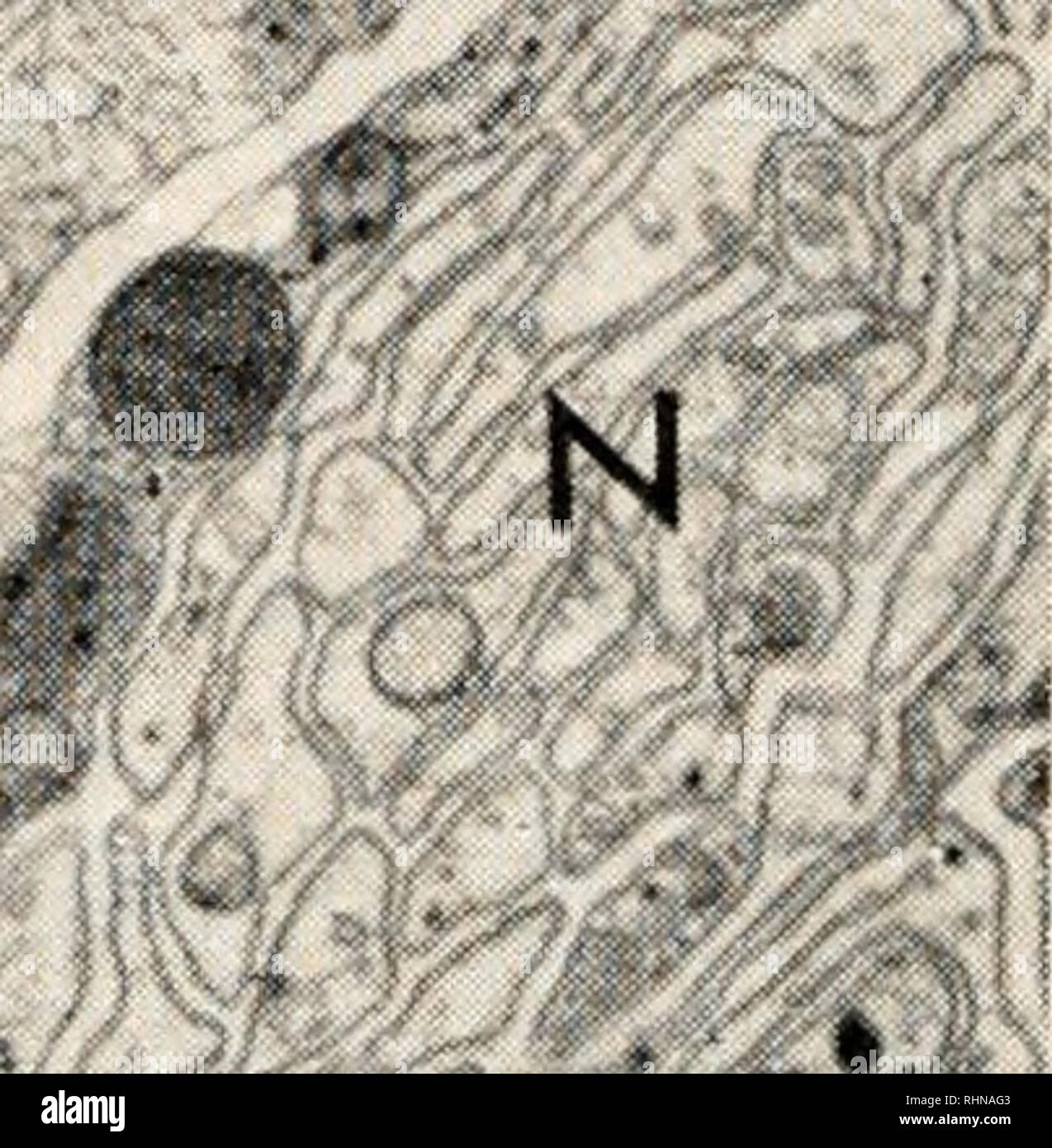 . Il bollettino biologico. Biologia; Zoologia; biologia; biologia marina. 330 WILLIAM L. DOYLE questi filamenti singoli assoni sono distribuiti per la fibrosi porzioni delle cellule muscolari (Fig. 6). Singoli assoni variano notevolmente in area di sezione trasversale (Fig. 4) e frequenti sono le espansioni che possono essere piuttosto vuota o contenente accumula- zioni dei mitocondri, lipide e denso nucleo di vescicole. All'interno degli assoni i microtubuli sono preservate dopo la fissazione di glutaraldeide (Fig. 3) e sono molto uniformemente 260 A di diametro. Una piccola quantità di granulare di lipidi è presente. Vi è una varietà di dimensioni del sistema VES Foto Stock