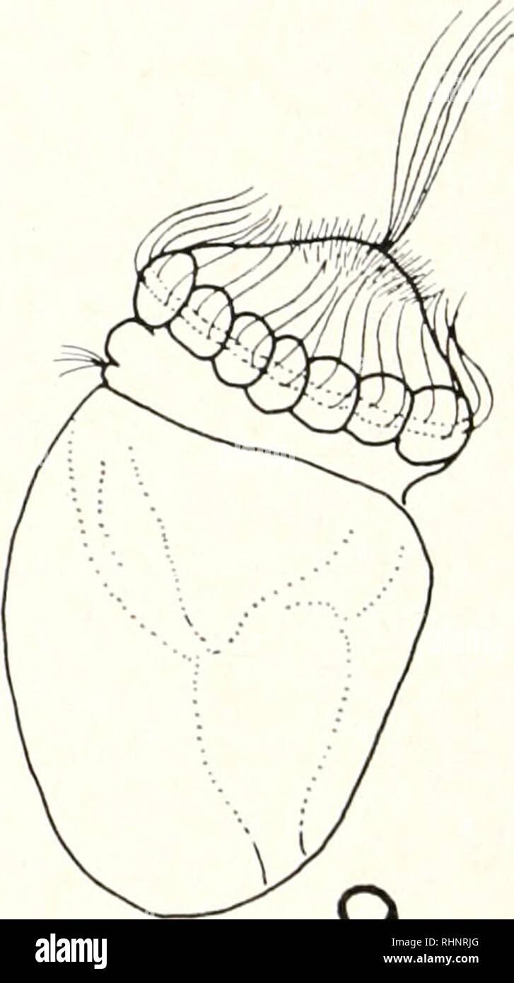 . Il bollettino biologico. Biologia; Zoologia; biologia; biologia marina. Una telecamera lucicla attaccato ad un Wild M20 microscopio a contrasto di fase con un 20 X Fluotar obiettivo e 10 x oculare sono stati utilizzati per i disegni. Le figure 14 e 18 sono stati disegnati senza che la telecamera incida perché le larve sono state troppo attivo al momento di utilizzare questa attrezzatura. Per chiarezza, il numero delle ciglia mostrato è inferiore a quella del campione vivente. Faoh linea di scala nelle figure è pari a 0,05 mm. Tranne in figura IX in cui esso è uguale a 0,1 mm.. Si prega di notare che queste immagini vengono estratte dalla pagina sottoposta a scansione di immagini che possono essere state digitalmente Foto Stock