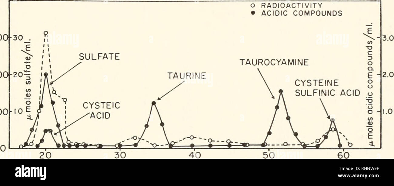 . Il bollettino biologico. Biologia; Zoologia; biologia; biologia marina. Metabolismo DELLO ZOLFO IN ARENICOLA 365 da cisteina a solfato è attraverso la transaminazione tra cysteinesulfinic acido e acido alfa-chetoglutarico per formare acido glutammico e un intermedio instabile, /8-sulfinylpyruvic acido. Quest'ultima si decompone in solfito, che viene ossidato a solfato, e in acido piruvico, che per transaminazione con acido glutammico re- genera acido alfa-chetoglutarico forme e alanina. È stato dimostrato che sia enzimatica e non ossidazione del solfito a solfato si verificano nei mammiferi (Heimberg, Frido Foto Stock
