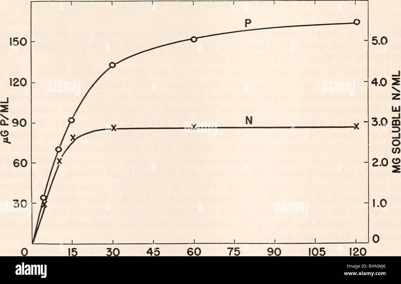 . Il bollettino biologico. Biologia; Zoologia; biologia; biologia marina. 242 SYLVAN NAS 7. Inibitori. Sia il endogeni ed esogeni attività di tuorlo frazioni sono state notevolmente inibita da ammonio molibdato, suggerendo che entrambe le reazioni sono state enzimaticamente simile. Il grafico di Lineweaver-Burk di molibdeno inibizione della pppasi estratta dalla frazione di pigmento ha dimostrato questo polianione per essere un non- inibitore competitivo dell' enzima. Il molibdato di ammonio è stata osservata per precipitare una quantità molto piccola di non-TCA-materiale precipitabile quando viene aggiunto ad una miscela di incubazione. Il clouding che w Foto Stock