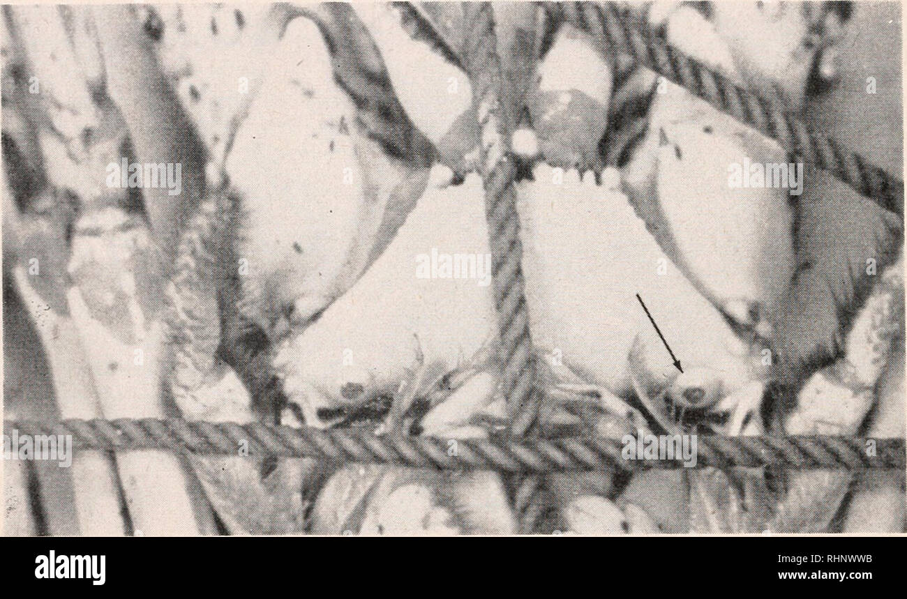 . Il bollettino biologico. Biologia; Zoologia; biologia; biologia marina. 486 DOROTHY F. TRAVIS e il sangue è stato prelevato dal grande antenna sinus. Il sangue è stato posto in provette con anticoagulante di aggiunta e di elementi cellulari sono stati ammessi per aggregare con blanda agitazione, dopo di che le provette sono state centrifugate ed il plasma rimosso per l'analisi. È opportuno precisare che la sostanza anticoagulante usato era uno naturale ottenuto dall'animale il proprio sangue e tessuti. Questo è stato raccolto dividendo l'animale dorso-ventralmente verso il basso la linea mediana e consentendo l'anticoagulante contenuta in th Foto Stock