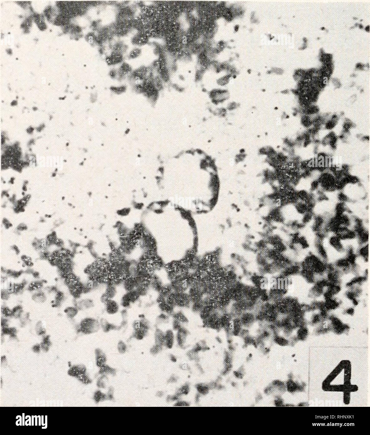 . Il bollettino biologico. Biologia; Zoologia; biologia; biologia marina. 3. La figura 1. Anaphase II con adiacente corpo polare I, dall'ostio di un ovidotto ligato quanto più vicino possibile alla estremità anteriore X 790. La figura 2. Sezione adiacente a quella mostrata in figura 1. &Lt; 790. La figura 3. Completata la meiosi in un uovo dal coelom di un animale con oviducts ligato all'ostia. Tre cromosomi dei set aploide di undici può essere visto nella parte in basso a sinistra. Porzioni di corpi polari I e II sono visibili al di fuori dell'uovo. • 970. La figura 4. Due nuclei interfase in un uovo dal coelom mantenuta per 40 ore Foto Stock