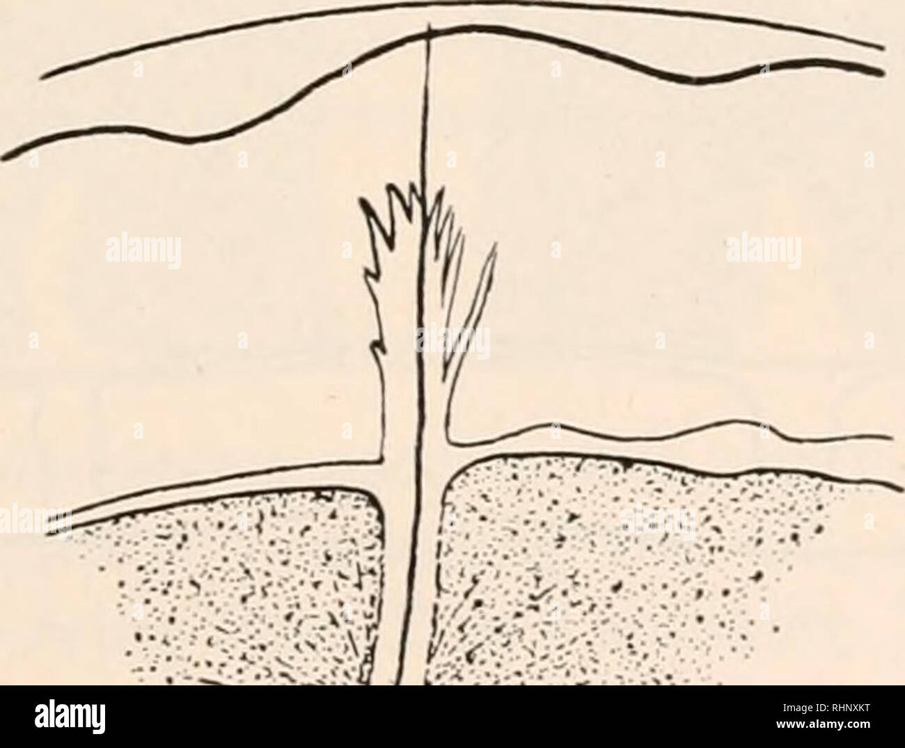 . Il bollettino biologico. Biologia; Zoologia; biologia; biologia marina. &Lt;- la figura 1. La penetrazione dello sperma nell'uovo di a.ro pneustcs variegatus, come disegnato dal materiale vivente da E. Selenka nel 1878. 1 il microscopio a contrasto di fase usato in questo e lo studio che segue è stato acquistato con l aiuto di un sussidio dalla American Philosophical Society nel 1947. Lo scrittore vuole ex- premere più sinceri ringraziamenti per la società e in particolare per il prof. E. G. Conklin e la Bausch and Lomb società ottico, per loro estremamente gentile collaborazione nel rendere lo strumento approfitta- in grado prima del loro prodotto Foto Stock