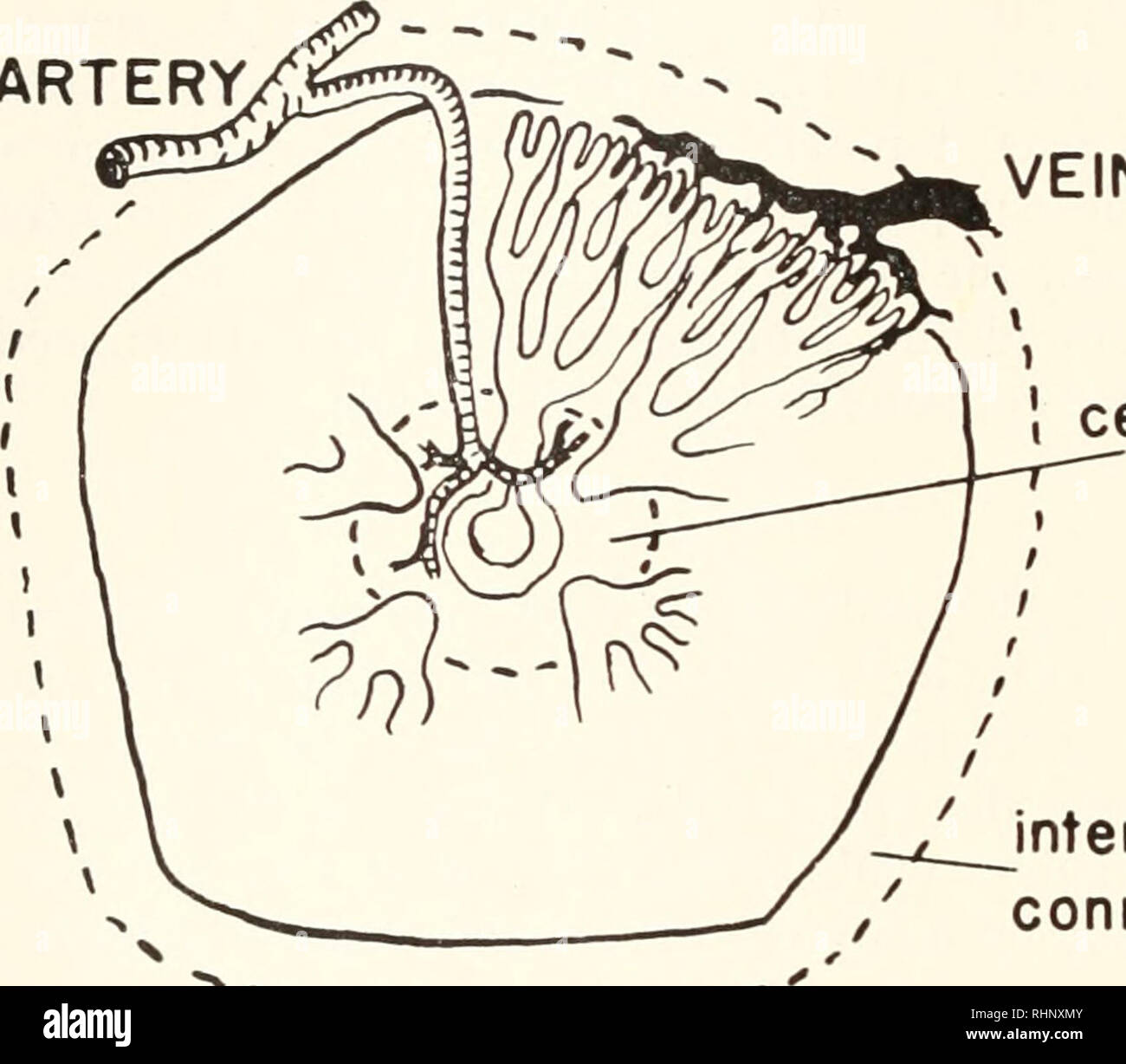 . Il bollettino biologico. Biologia; Zoologia; biologia; biologia marina. 168 R. FANGE, K. SCHMIDT-NIELSEN E H. OSAKI capillari. Questi capillari, che hanno frequenti ramificazioni e anastomosi, scorrono radialmente in fuori verso la superficie dei lobi. Nel loro corso principale di capil- laries sono paralleli ai tubuli. Tubuli e capillari formano un modello regolare in sezioni tagliate tangenzialmente attraverso un lobo (vedere Fig. 5). I tubuli sono poligonali in forma e i capillari sono situati ai vertici dei poligoni, ciascun tubicino essendo circondato da 5-7 capillari. La regolarità della arrangeme Foto Stock