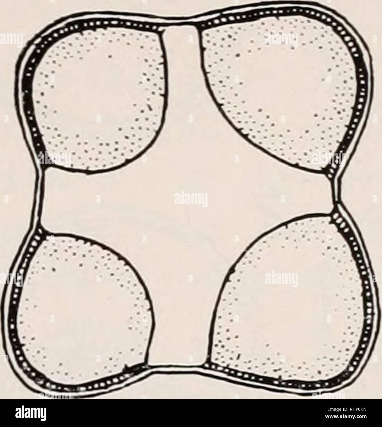 . Il bollettino biologico. Biologia; Zoologia; biologia; biologia marina. Per citologia embriologia-di ricci di mare. Ho 65 Trasparenza del blastomeres, questo spazio può essere fotografata attraverso i corpi cellulari. La figura 10 mostra una tale grande spazio e mostra anche come il "cerchi" del citoplasma stanno circondando il fluido nello spazio. Vista superficiale in corrispondenza della giunzione dei quattro blastomeres è mostrato in figura 11. 4) L'inflazione del hyaloplasmic busta ed una conseguente dispersione del blastomeres. Se 4- a 16-celled embrioni di Mespilia dal quale la fecondazione membrane sono state rimosse sono messi in 50 Foto Stock