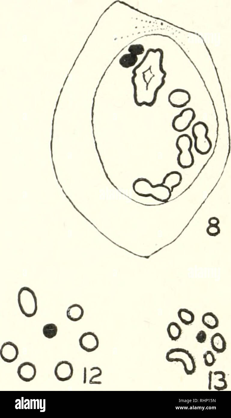 . Il bollettino biologico. Biologia; Zoologia; biologia; biologia marina. La figura 1. La figura 2. La figura 3. La figura 4. La figura 5. La figura 6. Figura 7. toxylin). La figura 8. La figura 9. La figura 10. La figura 11. La figura 12. La figura 13. Mecistorhinus melanoleucus-lobo Xonnal prophase precoce in cella spermatogonial; tliree chroniatin nucleoli (Feulgen). Spermatogonial metafase; Y è più piccolo del 14 cromosomi (Feulgen). Stadio Leptotene (Feulgen). Stadio di Diplotene (Feulgen). Confuso stadio (Feulgen ). Inizio diakinesis; XY nucleolus attaccata alla grande tetrad (Feulgen). Fine diakinesis; X e Y attaccato al braccio separato Foto Stock