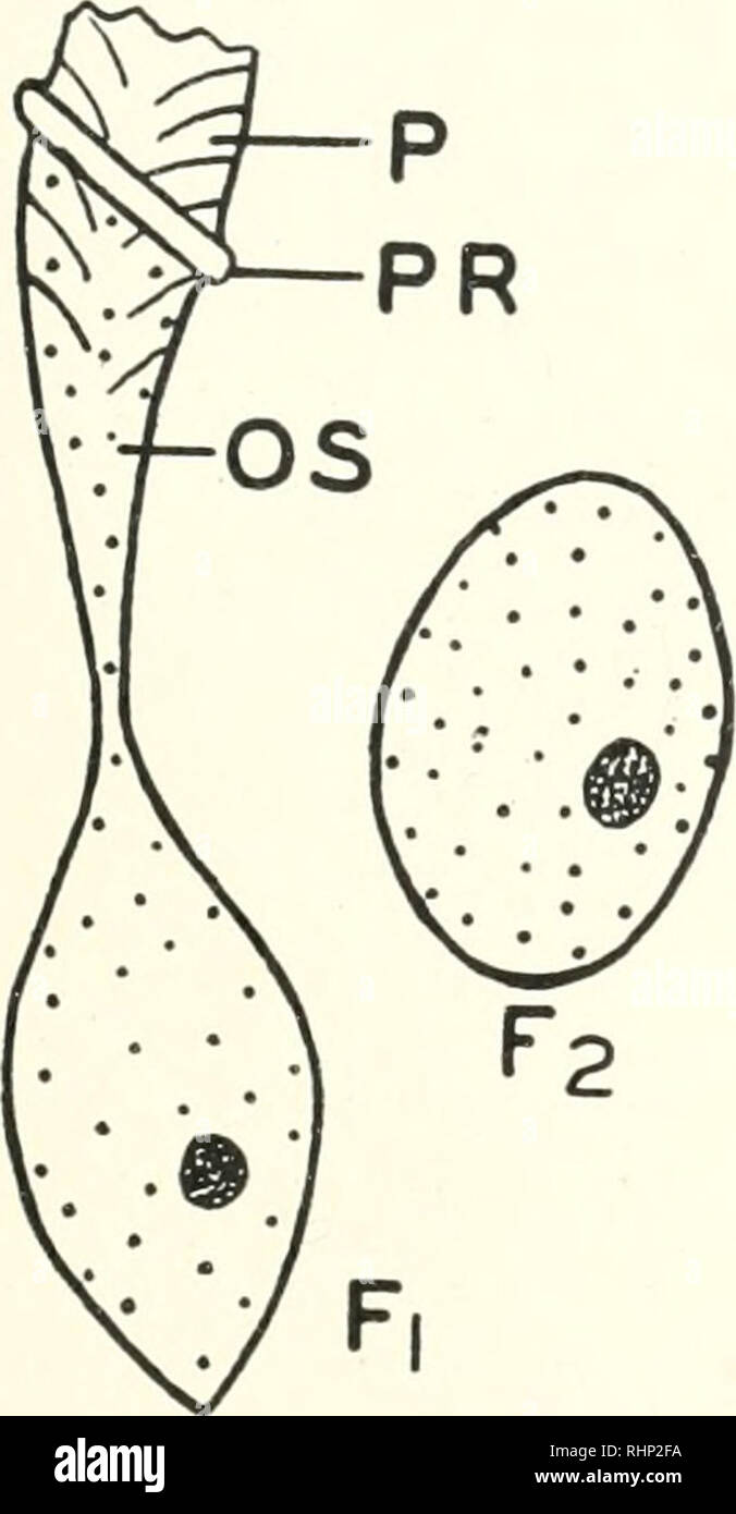 . Il bollettino biologico. Biologia; Zoologia; biologia; biologia marina. Cibo-VACUOLO IN PERITRICHA 205 cambia in forma.-Il tempo necessario per la modifica della forma del cibo-vacuoli dal mandrino a forma sferica di varia enormemente. In alcune condizioni avviene quasi immediatamente dopo i vacuoli hanno raggiunto l'estremità posteriore del corpo. Sotto gli altri richiede un'ora o più e in altri ancora probabilmente non si verificano in tutti i. Il tasso di cambiamento di forma sembra essere strettamente correlato con la viscosità del contenuto dei vacuoli. Le particelle in sospensione nel fluido in Foto Stock