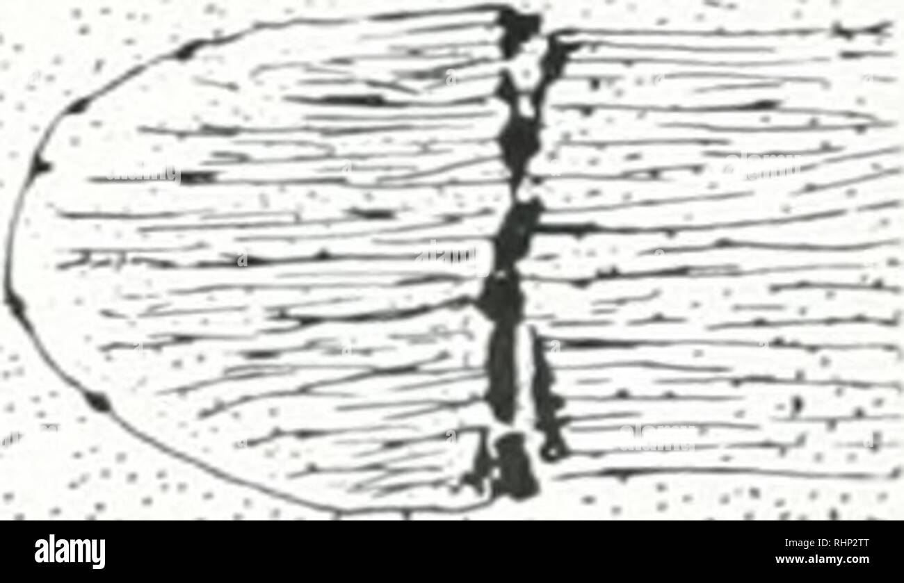 . Il bollettino biologico. Biologia; Zoologia; biologia; biologia marina. La figura 2. Camera lucida disegni delle fasi della mitosi in .huocha carolincnsis. a. Nucleo di appoggio; b. propliase, vista frontale ; c. prophase, vista di bordo ; d. molto tardi prophase mostra cromosomi e mandrino formanti; e. la metafase, vista di bordo ; f. metafase, vista polare ; g. fine anaphase; h. inizio telophase, che mostra una piastra con granuli al palo: i. un po' di fase successiva mostra un polo con una delicata membrana e granuli; j. tardo telophase con membrana completamente formato. Tutti i disegni X 1660.. Si prega di notare che queste immagini Foto Stock