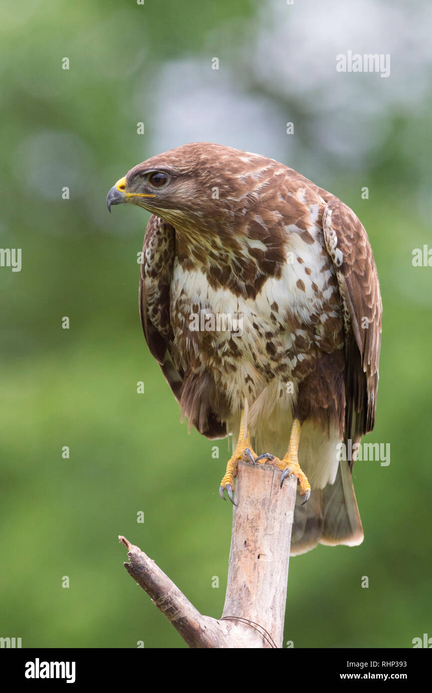  tutte le immagini  comune poiana (Buteo buteo), (Accipitridae) sollevata a nascondere, Basilicata, Italia Foto Stock