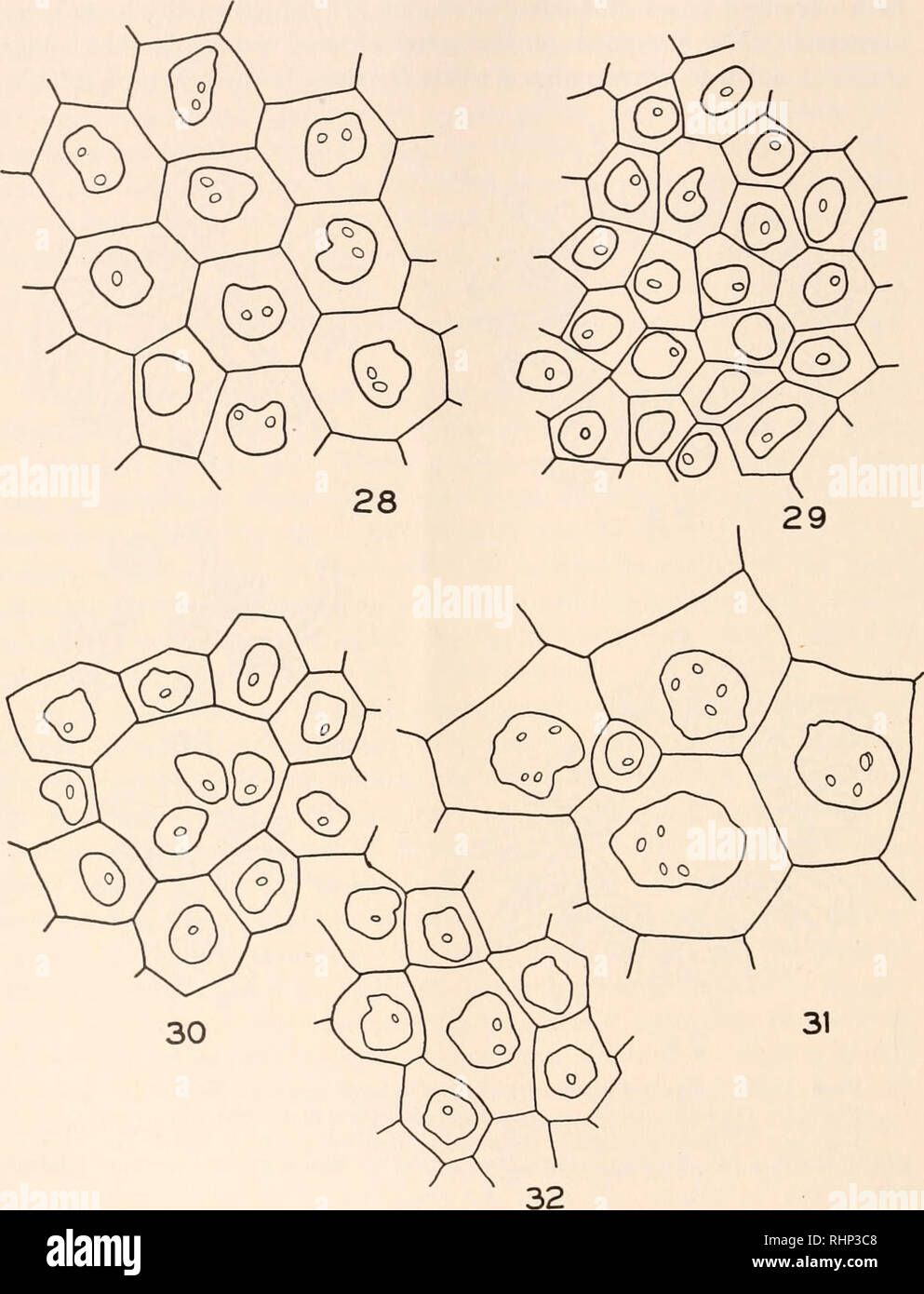. Il bollettino biologico. Biologia; Zoologia; biologia; biologia marina. 246 K. R. PORTER. 30 31 FIGG. 28-32. Camera lucida disegni di cellule e i nuclei da epiteli di coda. 750 X. Fig. 28. Da 9 giorni controllo diploide. Fig. 29. Da 9 giorno di età aploide androgenica. Fig. 30. Da 9 giorno di età aploide androgenica; mostra 3 nuclei aploidi in una cella grande. Fig. 31. Da dieci giorni di età embrionale androgenica mostrando grandi nuclei di frumenti tetraploidi e cellule di epitelio predominante su un lato della coda (tabella III). Figura 32. Da 10-giorno-vecchia androgenica mostrando aploide nucleo diploide e cella tra nuclei aploidi Foto Stock
