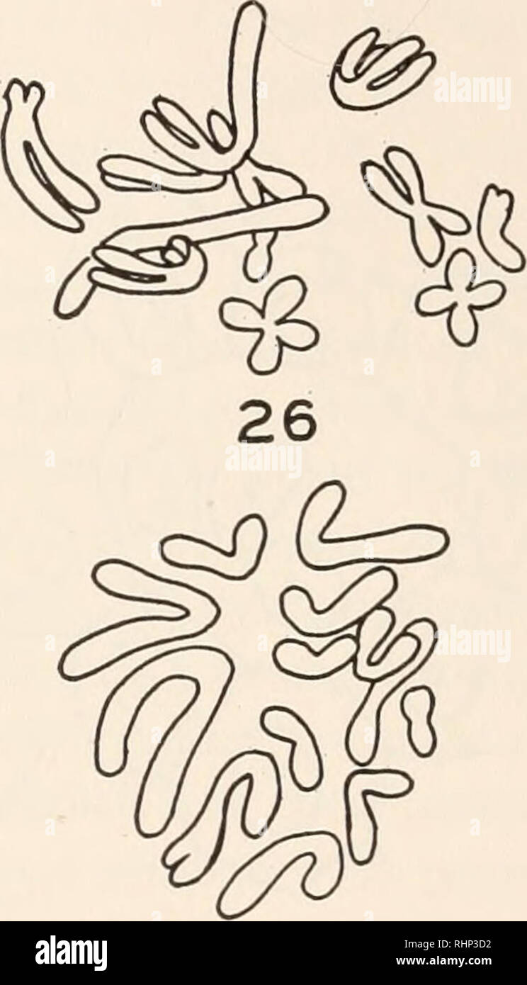 . Il bollettino biologico. Biologia; Zoologia; biologia; biologia marina. 24 27 FIGG. 23-27. Camera lucida disegni delle figure mitotico. 3250 X. Fig. 23. In metafase diploide da epitelio di coda di 15-giorno-comando vecchio. Fig. 24. In metafase Triploid da epitelio di coda di 22-giorno-vecchia triploid animale che si è sviluppata da un uovo azionate (Tabella II). Mostra 36 cromosomi (triploid 39). Fig. 25. In metafase aploide dal 1 giorno di età aploide androgenica in stadi precoci di gastrulation. Fig. 26. Aploide prophase tardi da epitelio di coda di 7 giorno di età aploide androgenica. Fig. 27. In metafase aploide dalla cella in ta Foto Stock