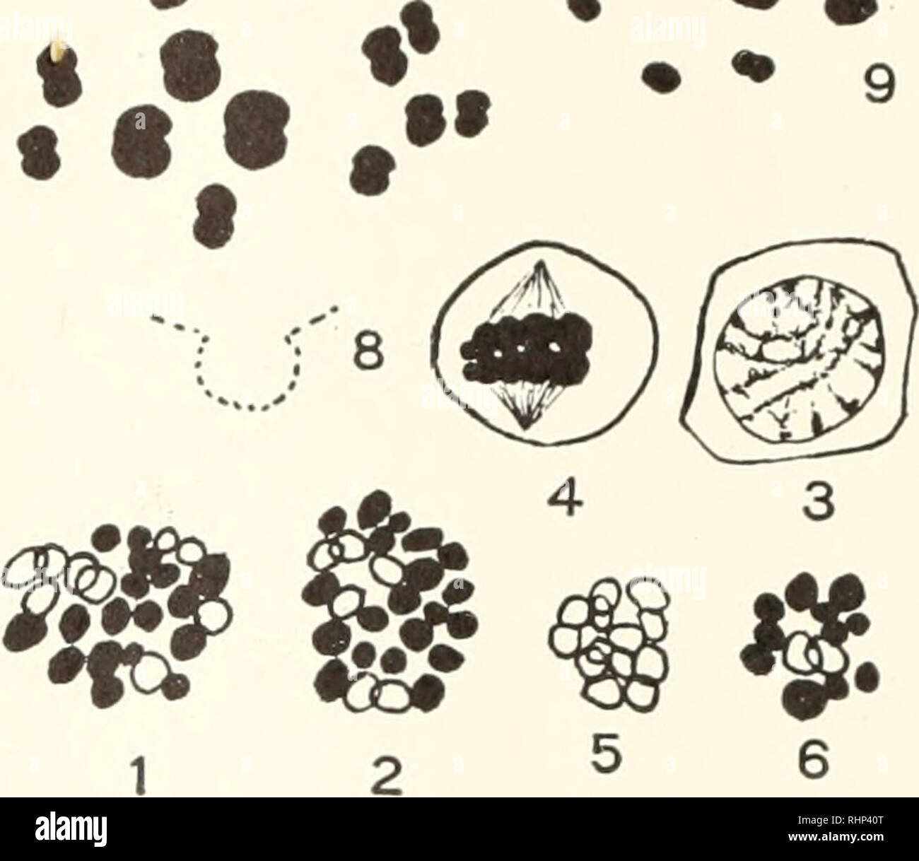 . Il bollettino biologico. Biologia; Zoologia; biologia; biologia marina. * T . .'W?^-. V/lvV?^ fi i,k N-. Figg. 1-9. I cromosomi di Lcpas anatifera L. 1, 2, dividendo le cellule intestinali. 3, spermatocyte in coniugazione di fase. 4-6, spermatocytes in prima divisione di maturazione. 7, vista di profilo del primo mandrino meiotica nell'uovo. 8, cromosomi in un primo mandrino meiotica che sorge obliquamente nella sezione . 9, vista polare del cromosoma piastra del primo meiotica mandrino nell'uovo. Tutte le figure X 2000. anticipo di indisturbati le piastre cromosomico durante anaphase. N. ONU- anche la distribuzione dell'chrom Foto Stock