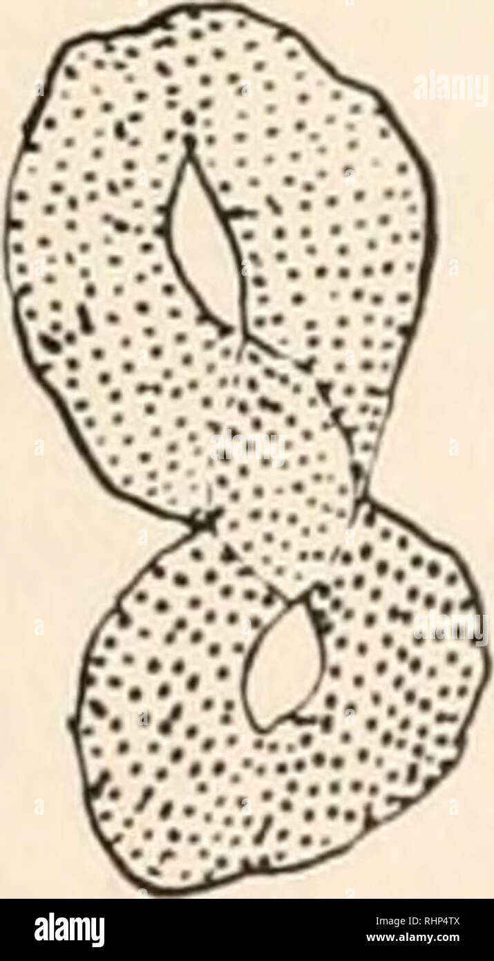. Il bollettino biologico. Biologia; Zoologia; biologia; biologia marina. FIG. 2. Fotocamera quattro disegni di grandi bivalents al fine prophase. (Questa fase è difficile da ottenere.) e V; (c) l'anello e due a V; e (d) la figura di 8. La croce e la tripla corona non sono stati trovati esenti, il bivalents essendo solitamente raggruppati in questa fase. Diverse configurazioni sono disegnato in Fig. 3. Essa può essere specialmente notato che i quattro esempi di croce mostrata in Fig. 3 hanno la giunzione in posizioni diverse rispetto alla estremità del cromosoma. La croce nel mezzo. Si prega di notare che queste immagini sono e Foto Stock