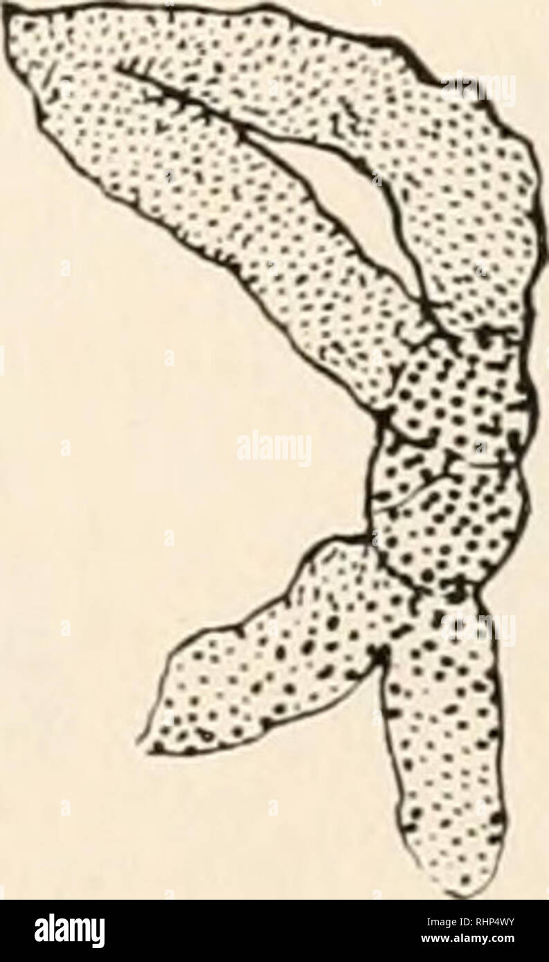 . Il bollettino biologico. Biologia; Zoologia; biologia; biologia marina. Lo schema i. Numeri di differenti configurazioni di grandi bivalents. La croce, singolo anello e V e la figura di 8, hanno un nodo; mentre l'anello e due V, doppio anello e V, e il triplo anello hanno 2 nodi. doppia V sono sulla destra (Li e L4), e un doppio anello e V sulla sinistra (L3). Quattro moduli nel tardo prophase sono mostrati in Fig. 2. Essi sono: (a) l'anello e V; (b) il doppio anello. Si prega di notare che queste immagini vengono estratte dalla pagina sottoposta a scansione di immagini che possono essere state migliorate digitalmente per la leggibilità - colo Foto Stock