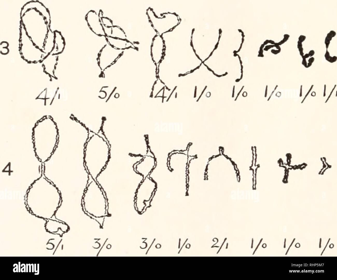 . Il bollettino biologico. Biologia; Zoologia; biologia; biologia marina. I/O I/O I/O I/O. 3/0 I/O 2/| I/O I/O I/O FIGURE. 1-12. Le otto autosomes abbinato e il cromosoma X in corrispondenza di successive fasi di prophase. Il numero totale di incroci e il numero terminale sono forniti sotto ciascun radicale bivalente nelle fasi successive. X ca. 2000. FIG. 1. La fine di pachytene. FIG. 2. L'inizio di diplotene. Separazione dei cromosomi più brevi completo. Figg. 3 e 4. Tutti i loop completamente aperto e incroci riconoscibile. cromosoma, tuttavia, ha già diviso in due metà. Non vi sono prove sufficienti di un " Foto Stock