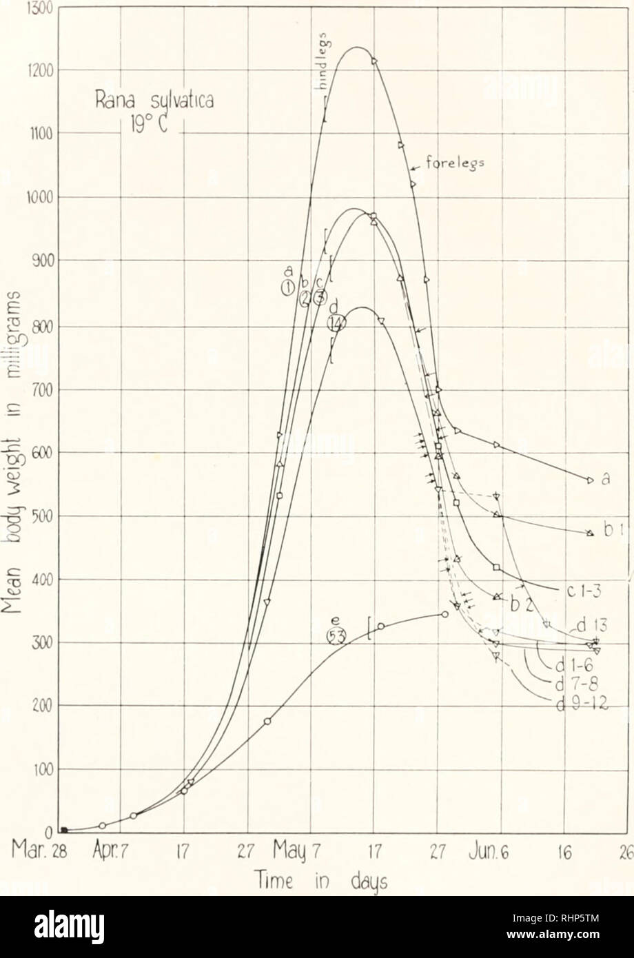 . Il bollettino biologico. Biologia; Zoologia; biologia; biologia marina. 378 E. F. ADOLPH. Mar. 28 27 maggio? Tempo in IK;. 1. La crescita in peso di cinque culture di /proprio syli'titica, brood Q, a 19° C. I numeri delle persone contenute nelle culture sono indicate in cerchi; ciascuna coltura è stata nel 1000 cc. di acqua di rubinetto avente una superficie di 550 cm2 e una profondità nf 1.x rni., che è stata cambiata una volta alla settimana. La prima apparizione di hindlcgs nel culturi- è indicata da una staffa e l'aspetto delle zampe anteriori, che è stato preso come il simi di metamorfosi è indicata per eacli singolo da una arr Foto Stock