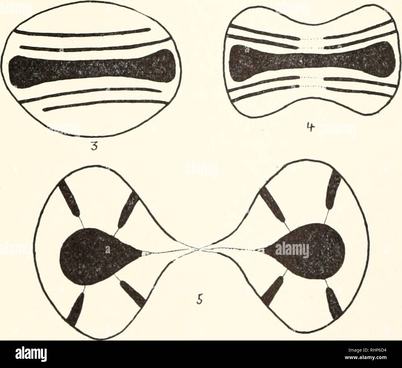 . Il bollettino biologico. Biologia; Zoologia; biologia; biologia marina. Testo FIG. 3. Rappresentazione schematica del nucleo di appoggio di Euglena leucops sp. nov. e la storia di quattro suoi cromosomi durante la divisione. Fig. 1 - il nucleo di appoggio. Fig. 2-medio prophase. Fig. 3-l'inizio della metafase. Fig. 4 - la fine della metafase e l'inizio dell'anaphase. Fig. 5-tardo telophase in cui inizia la ricostruzione del nucleo dell'interfase. Vedere il testo e la piastra II per una descrizione più dettagliata. Si prega di notare che queste immagini vengono estratte dalla pagina sottoposta a scansione Foto Stock
