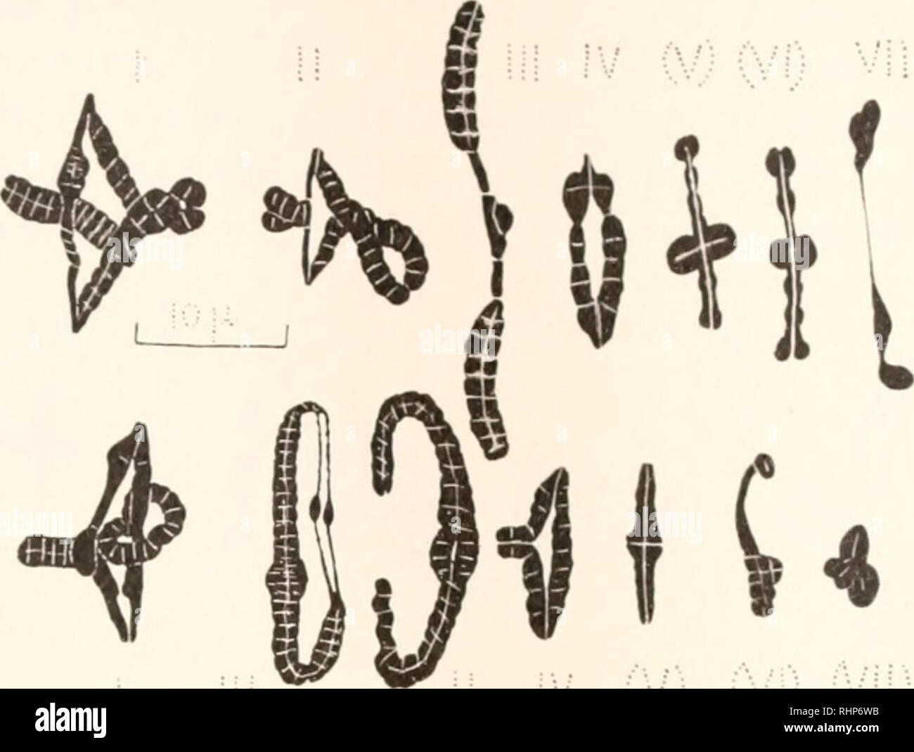 . Il bollettino biologico. Biologia; Zoologia; biologia; biologia marina. 360 Giovanni Mkl.LING. chiaramente visibile e può essere che non vi era stato un anello orizzontale sulla destra e un anello verticale sulla sinistra.. FIG. 5. Due ulteriori scelte di metafase anaphase gruppi. Le ultime due bivalents nella riga inferiore appare più o meno malformato. BIVALENTS II e III. I cromosomi ii. e iii. (Fig. i) senza dubbio differiscono leggermente nelle dimensioni ma sono simili nel comportamento, e possono essere considerati insieme. Essi sono lunghe J cromosomi, con una grande e un segmento piccolo vicino insieme. Al fine prophase (Fig. 2, bicchieratura, Foto Stock
