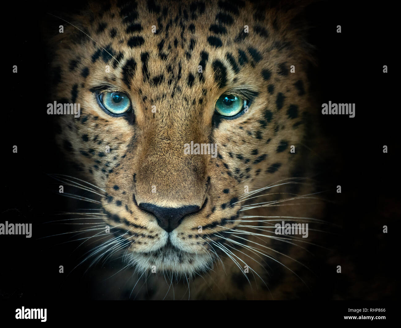 Amur leopard Panthera pardus orientalis captive Foto Stock