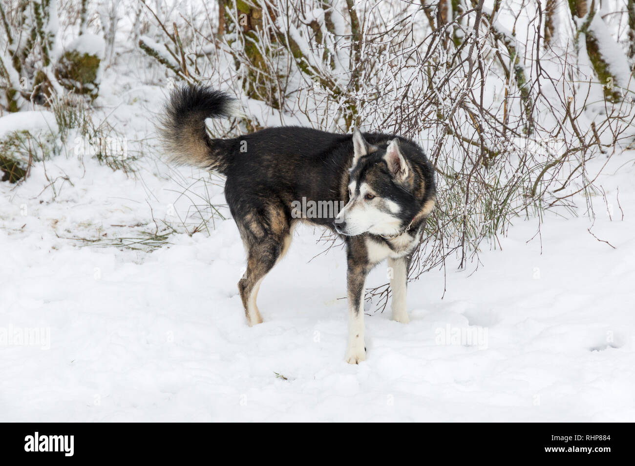 Husky cane Collie godendo la neve tramite la lunga strada da Coupall scende al Glen Etive a Rannoch Moor, altopiani, Scozia in inverno Foto Stock