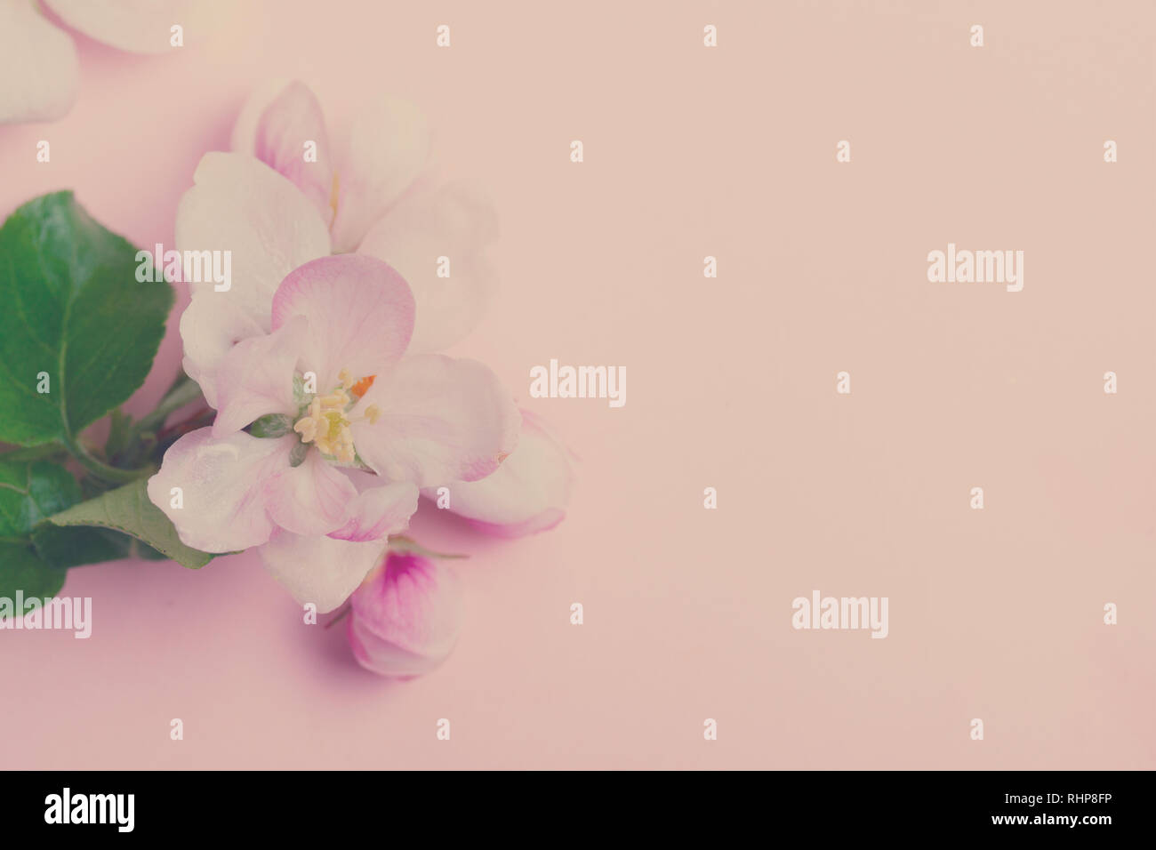 Molla albero di fiori Foto Stock