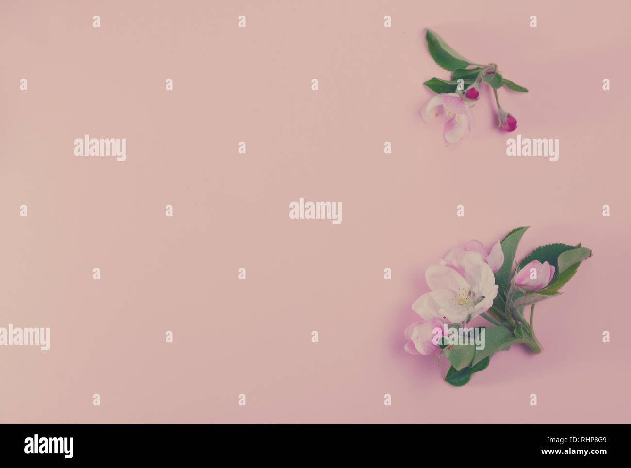 Molla albero di fiori Foto Stock