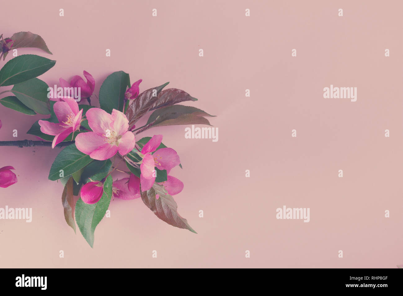 Molla albero di fiori Foto Stock