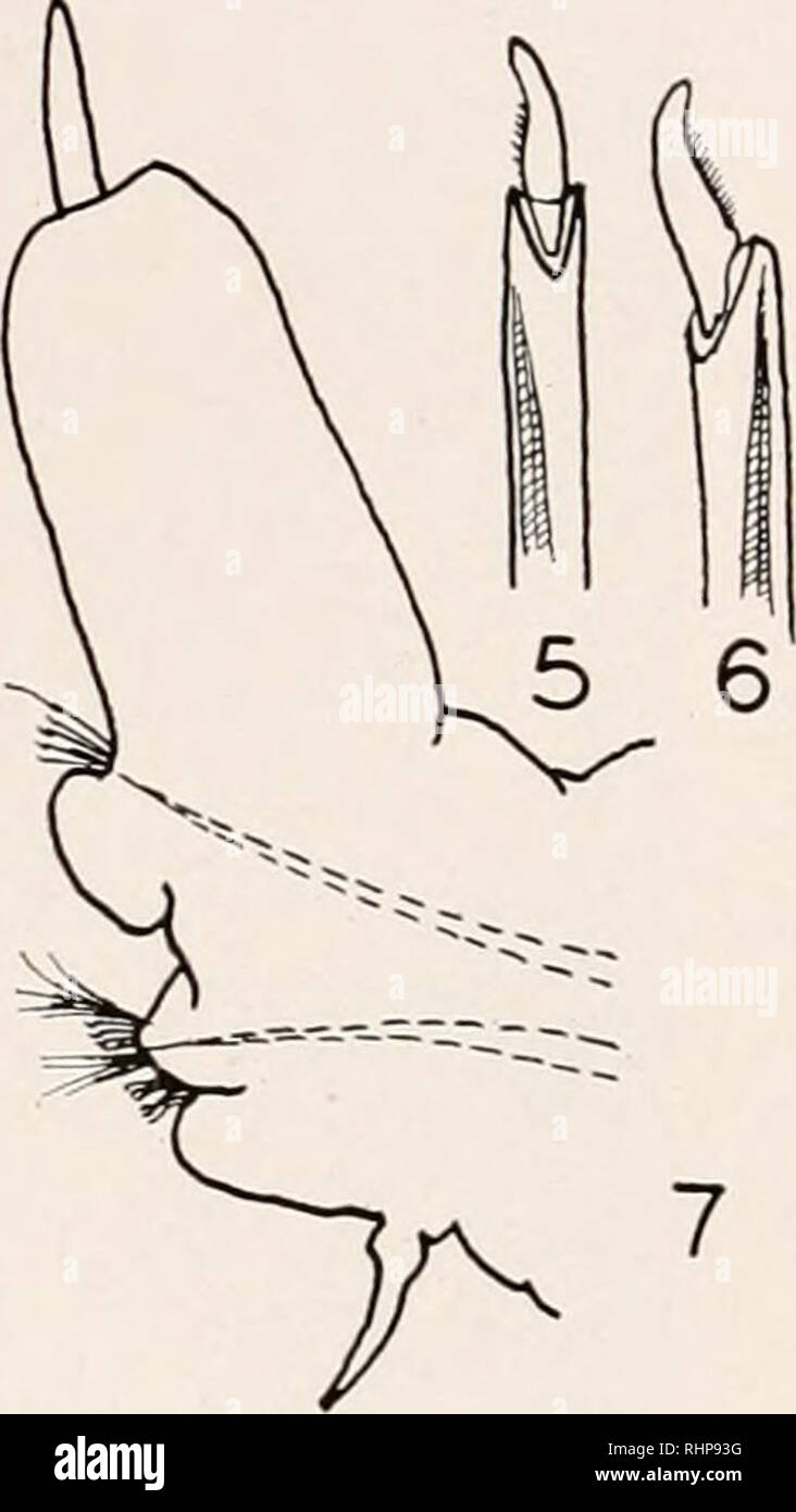 . Il bollettino biologico. Biologia; Zoologia; biologia; biologia marina. 7 le figure 2-7. Xereis vcxilhsa. La figura 2. Cinque-segmentata di larva. La figura 3. Testa &amp;f otto-segmentata di larva di mostrare lo sviluppo di peristomial tentacoli. La figura 4. H-vi &LT;yi quindici-larva segmentata per mostrare ulteriori progressi della testa dello sviluppo. Le figure 5 e 6. Homogomph nototeta e heterogomph neuroseta da parapodium mostrato in figura '/. La figura 7. Parapodium dalla porzione posteriore del corpo di undici mesi worm. (Camera lucida disegni, figure 2, 3, 4 stessa scala; le figure 5, 6, 7 su scala ingrandita). era tuttavia ancora Foto Stock