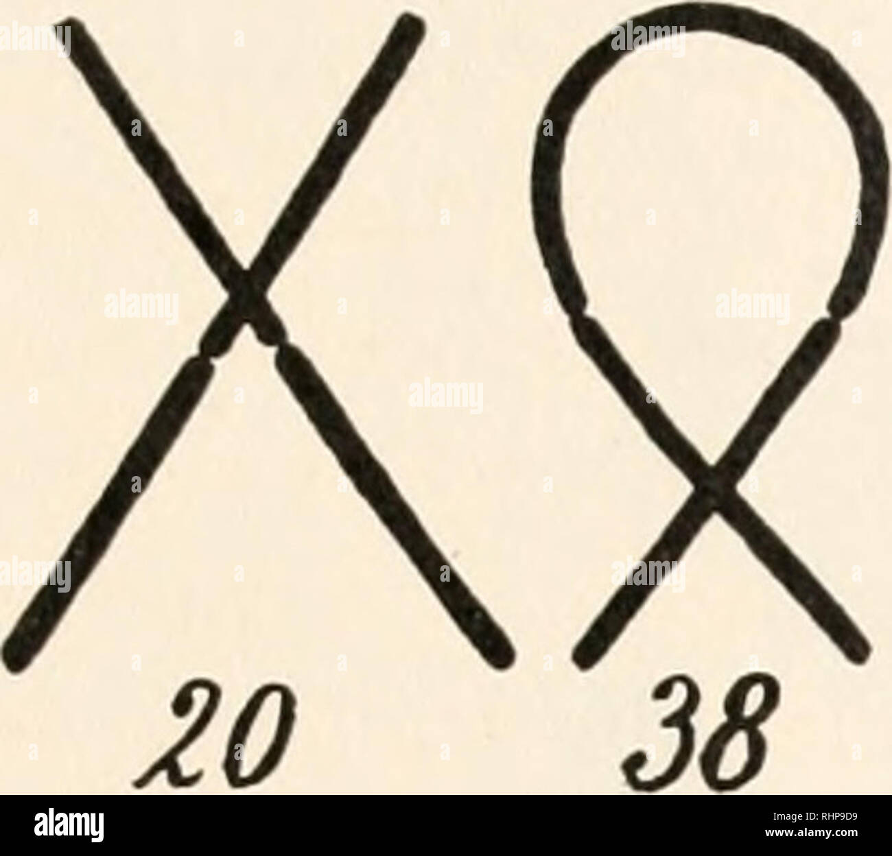 . Il bollettino biologico. Biologia; Zoologia; biologia; biologia marina. Configurazioni di BIVALENTS DI HYACINTHUS. 483 configurazioni (lo schema I.). Tre di questi sono mostrati in Fig. i, dove la croce (L2) è vicino al centro, due singoli anelli a. Lo schema i. Numeri di differenti configurazioni di grandi bivalents. La croce, singolo anello e V e la figura di 8, hanno un nodo; mentre l'anello e due V, doppio anello e V, e il triplo anello hanno 2 nodi. doppia V sono sulla destra (Li e L4), e un doppio anello e V sulla sinistra (L3). Quattro moduli nel tardo prophase sono mostrati in Fig. 2. Essi Foto Stock