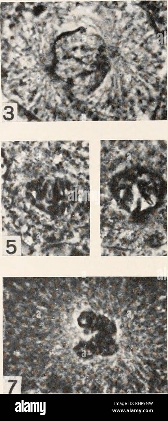 . Il bollettino biologico. Biologia; Zoologia; biologia; biologia marina. 6. La piastra i spiegazione delle figure FIG. 1. Uno degli otto blastomeres di una zebra di uova di pesce, di vivere. Nucleo con poche linee di partizione all'interno, nel centro. X 500. Figg. 2-7. Nuclei, fissati in Bouin, Heidenhain'sematossilina, 6-8yu. X 1100. Le differenti dimensioni dei nuclei sono dovuti alla loro appartenenza a diversi stadi di scissione. FIG. 2. Prophase all'inizio. Le vescicole sono ancora visibili. Tacche in corrispondenza dei poli. FIG. 3. Advanced prophase, cromosomi che appaiono. FIG. 4. La formazione di cromosomi di metafase piastra. Profilo di nucl Foto Stock