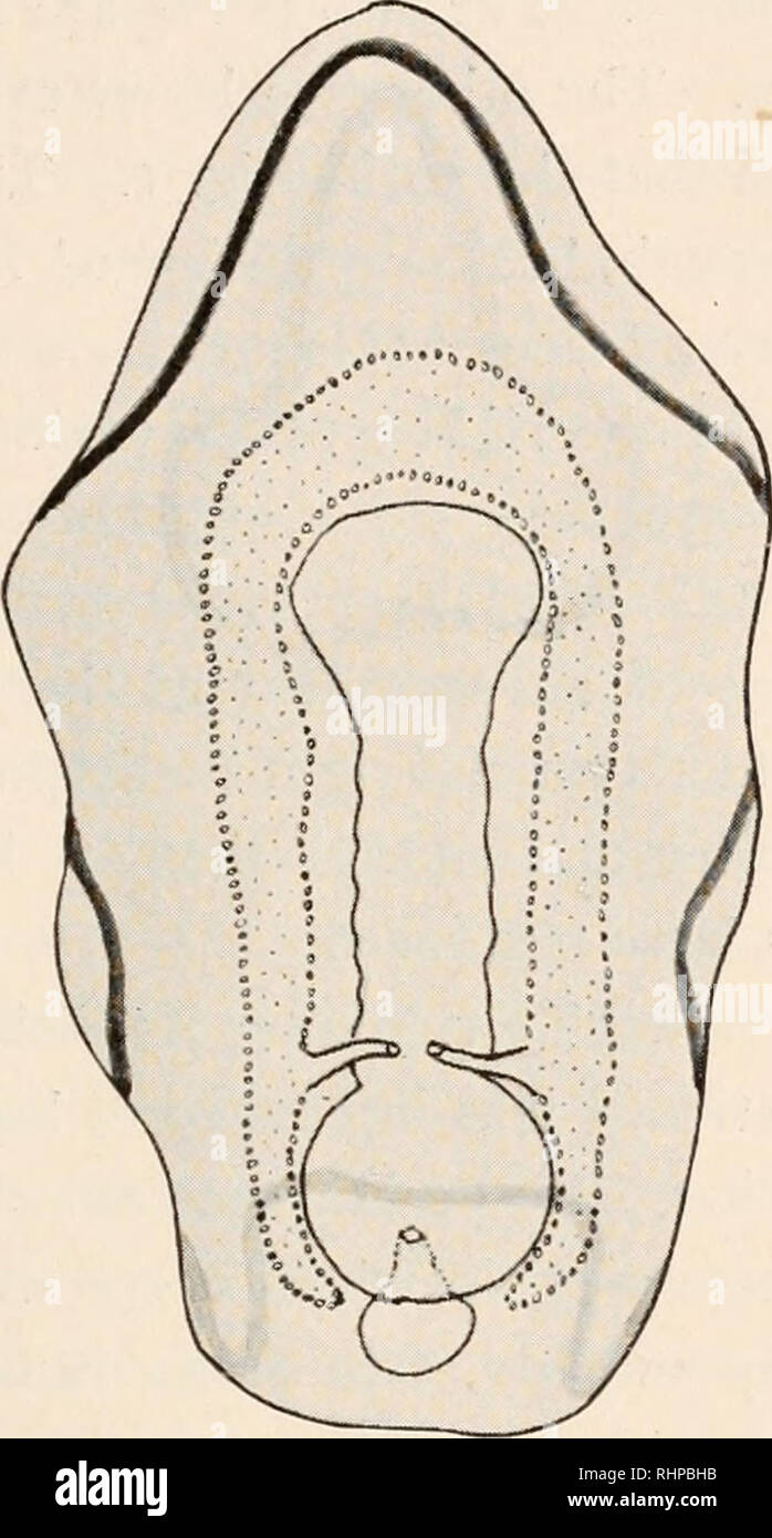 . Il bollettino biologico. Biologia; Zoologia; biologia; biologia marina. BIPENNARIA LAEVJE DI ASTERINA (PATIRIA) miniata. 121 differenziazione, è diventato lento e morì senza aver iniziato a metamorphose. In tutta la loro vita essi rimasero bilater- alleato simmetrico e le osservazioni fatte alla fine della quarta settimana, poco prima che la cultura ha cominciato a morire, ha mostrato che il diritto dei pori madreporic era ancora aperto in molti dei più grandi bi- pennarise. Mentre il larvse erano ancora attiva e in buona salute, vari campioni sono stati a calmare con chloretone e montato per l. Si prega di notare che queste Foto Stock