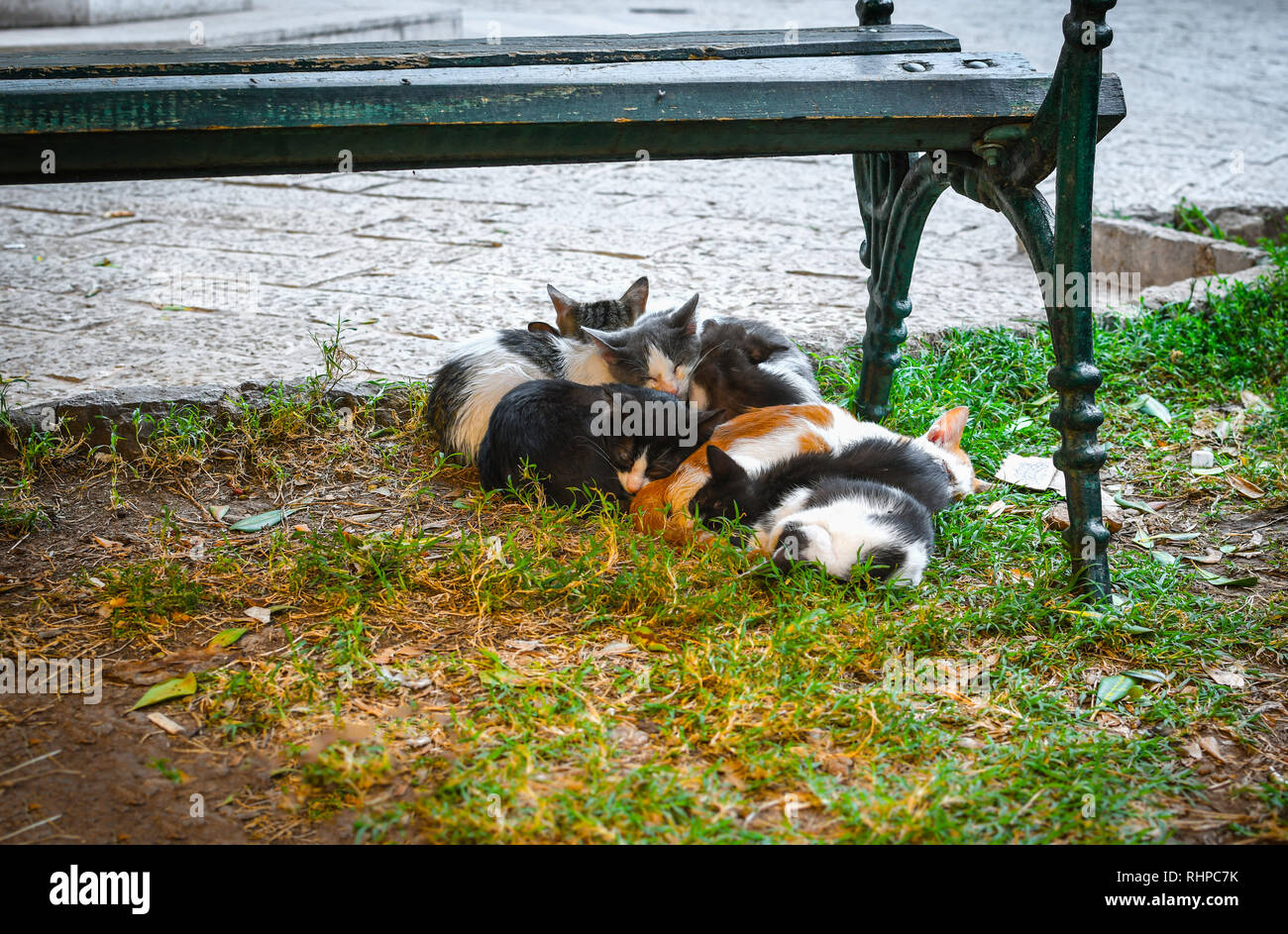Un gruppo di malati gattini huddle insieme per il calore sotto un banco in un piccolo parco nel centro della città vecchia di Kotor, Montenegro, la città dei gatti. Foto Stock