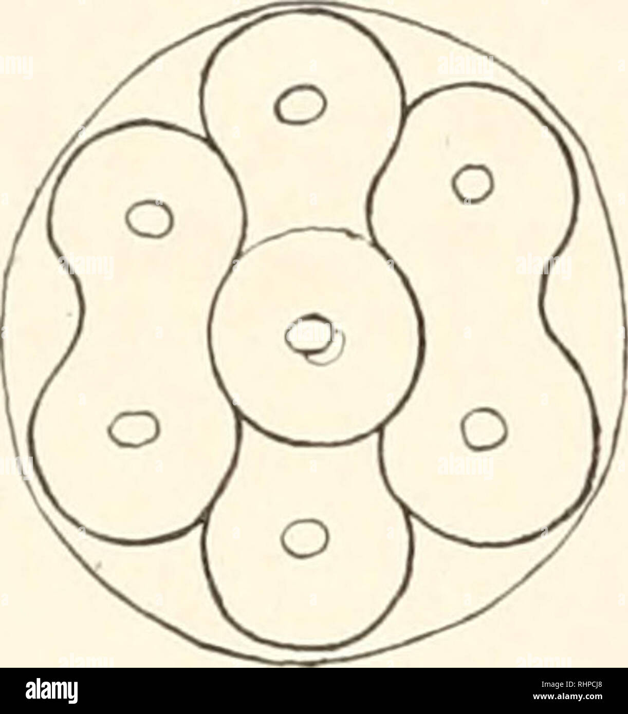 . Il bollettino biologico. Biologia; Zoologia; biologia; biologia marina. 168 RALPH S. LILLIE. fase. Questo uovo presenta un insolitamente apparizione regolare ; typi- calmente fusioni seguire alcun preciso ordine e dalla S-cella fase complessi sono più frequentemente ottenuto che consistono di tre, quattro o cinque più o meno arrotondato e in parte composto blastomeres di dimensione diversa, l'intero gruppo rimasti racchiusi entro la membrana di uovo. Contiguità sembra essere la principale condizione che determina quale delle blastomeres subiscono fusion ; non vi è alcuna indicazione che suor blastomeres riunire più facilmente Foto Stock