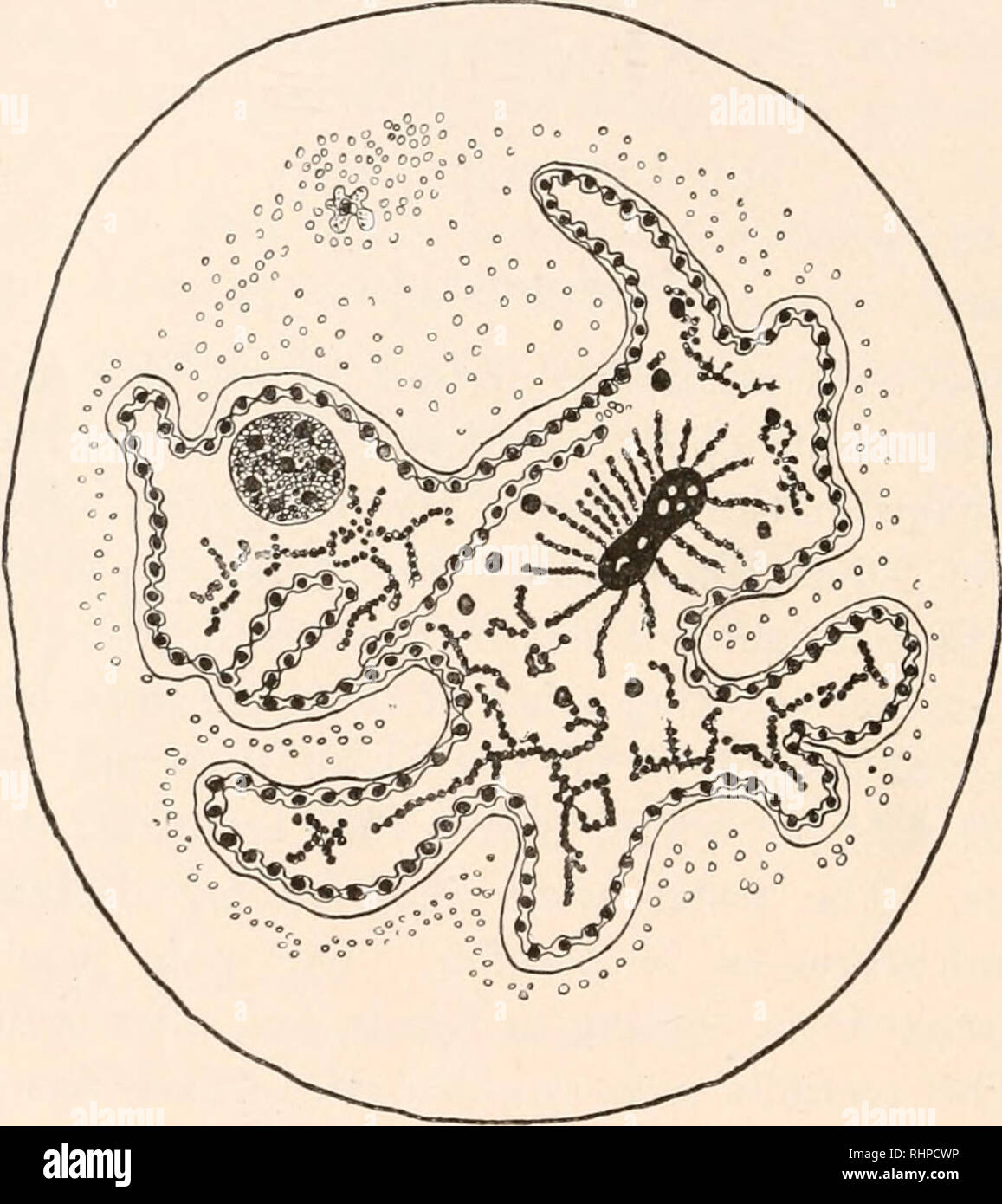 . Il bollettino biologico. Biologia; Zoologia; biologia; biologia marina. 100 EISEN. [VOL. I. alcuni. Questa divisione è in accordo con quello proposto nella mia carta sul plasmocytes nel sangue di BatracJioseps}- cytosome comprende tutta la parte della cella situata a esterno al nucleo tranne il archosome. Il cytosome contiene le seguenti strutture distinte : citoplasma corretto, plasmosphere, hyalosphere, granosphere, metaplasmic secre- zioni, membrana citoplasmatica e parete cellulare. Nessuno di questi. FIG. i. - Un polimorfa spermatogonium in " perfetta fase di appoggio." La per Foto Stock