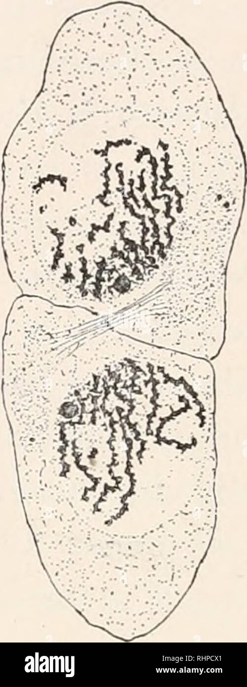 . Il bollettino biologico. Biologia; Zoologia; biologia; biologia marina. FIG. I. X I&GT;44° dia. Spermatogonium di Scolopendra heros nella condizione di riposo. Tutti della cromatina è aggregate in una massa la karyosphere. FIG. 2. X ij44° diam. In Spermatogonium prophase. La cromatina è prelevata dal karyosphere e ora è in forma di 33 piccoli cromosomi tutti i quali, con l'eccezione dell'accessorio cromosoma, sono di una consistenza granulosa. Questo elemento è omogenea. Il centrosomes sono per essere visto nel citoplasma vicino al nucleo. FIG. 3. X II44° diam. Telophase della l Foto Stock