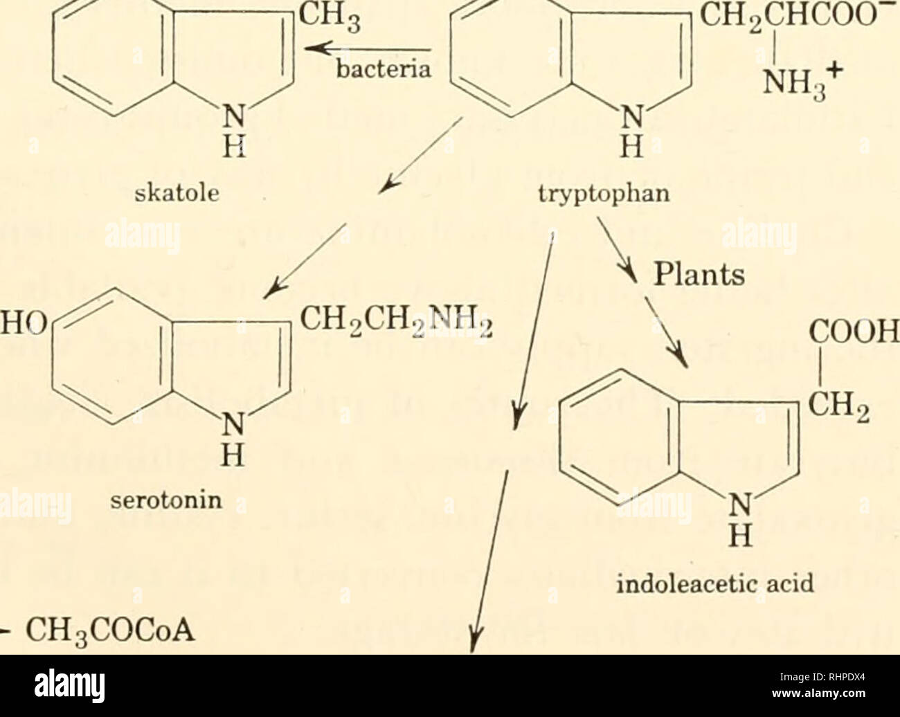 . Biochimica delle piante e degli animali, di un'introduzione. Biochimica. OH p-idrossifenil- acido piruvico. la serotonina ^- CH3COC0un acetile coenzima A CHCOO- acido indolacetico CHCOO" fumarato ciclo degli acidi tricarbossilici HOOC(CH2)2COCH2COOH /3-acido ketoadipic Figura 20-2. Il inctabolisin di fenilalanina, tirosina e triptofano siinnnar- mi/ed Ironi informazioni disponibili nel 1959. Come di consueto nella letteratura corrente in questa zona, gli acidi sono scritti e denominato in iin-ioni/ed i moduli. È probabile che naturalmente tutti sono ionizzati in grande misura all'interno di celle. Coppie di frecce significano più di 0 Foto Stock