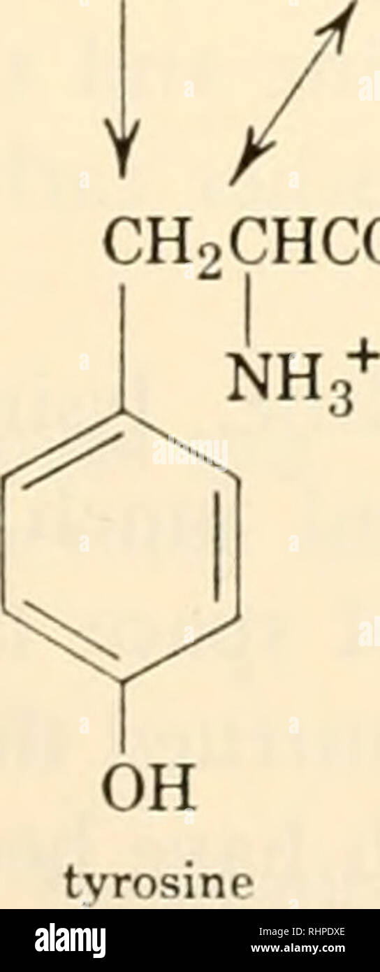 . Biochimica delle piante e degli animali, di un'introduzione. Biochimica. CH3CHCOO" NH3+ alanina .^^" .^^^^^^ CH2CHCOO" fenilalanina CHoCOCOOH CH2CHCOO". OH p-idrossifenil- acido piruvico. Si prega di notare che queste immagini vengono estratte dalla pagina sottoposta a scansione di immagini che possono essere state migliorate digitalmente per la leggibilità - Colorazione e aspetto di queste illustrazioni potrebbero non perfettamente assomigliano al lavoro originale. Mallette, M. Frank (Manney Frank), 1917-. New York, Wiley Foto Stock