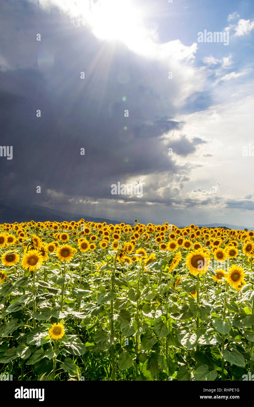 Campo di girasole prima della tempesta di primavera campo di girasole prima della tempesta di primavera Foto Stock