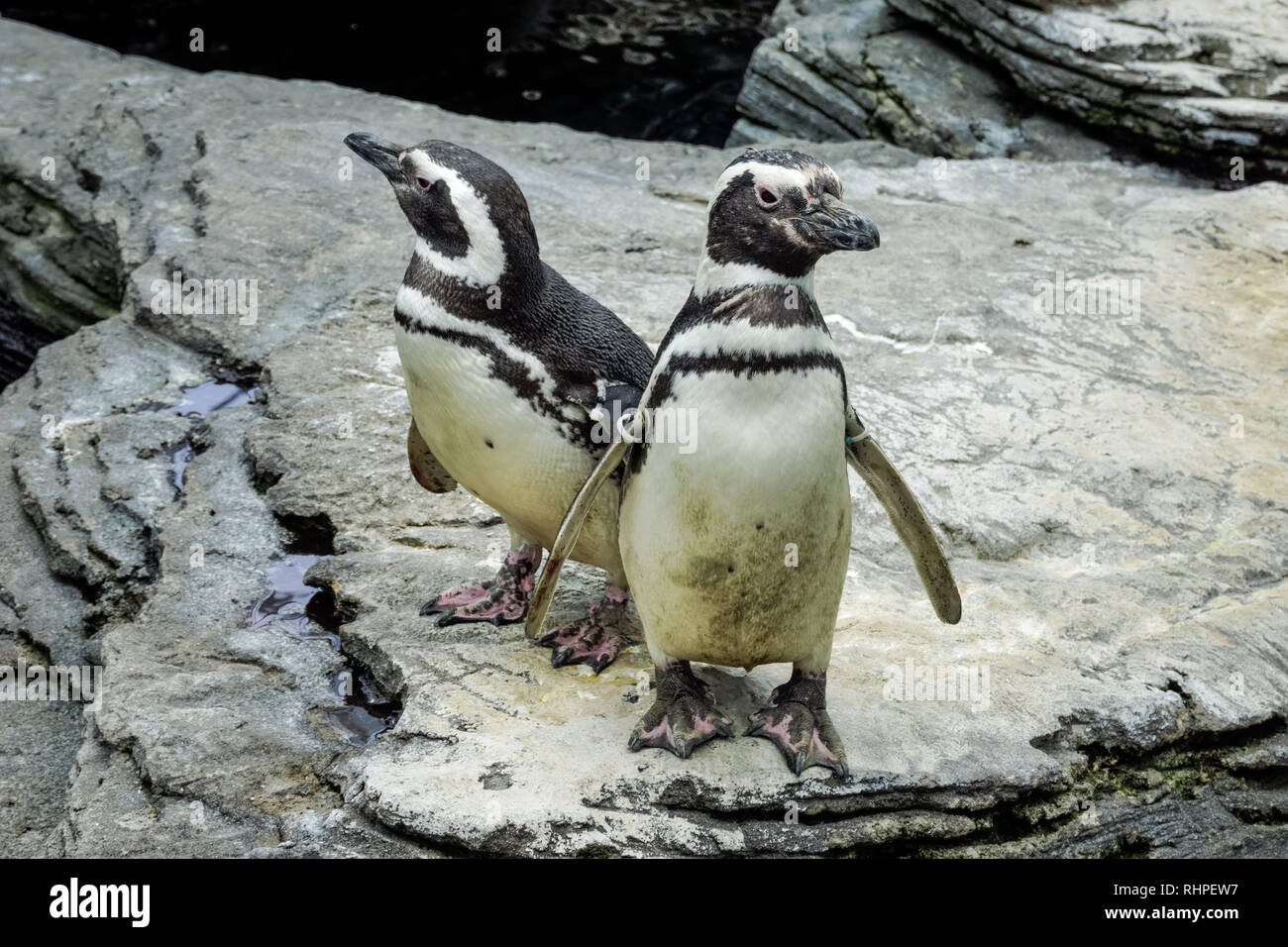 I pinguini di Magellano all'Oceanarium di Lisbona, Lisbona Portogallo Foto Stock