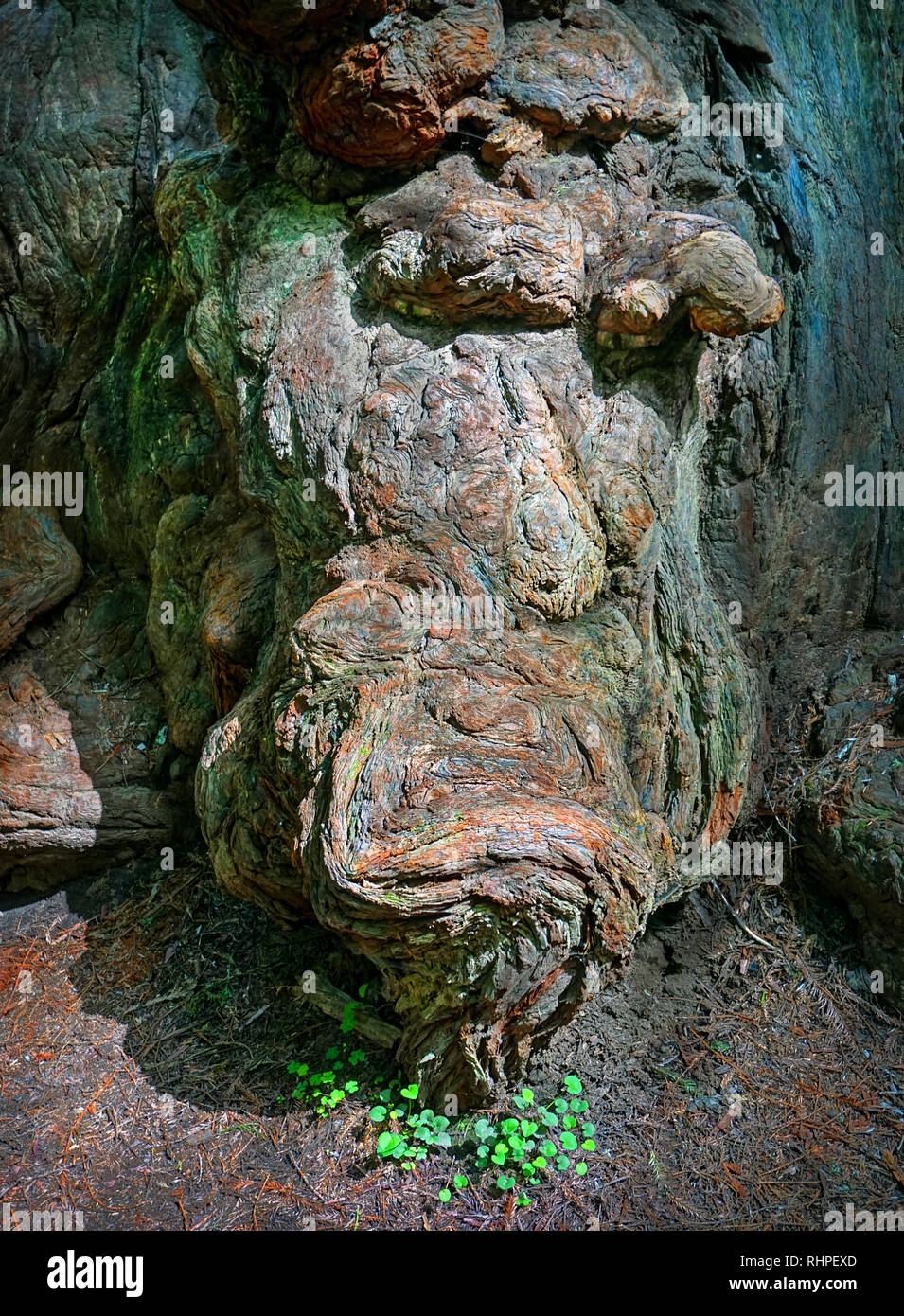 Albero di sequoia Burl. Fotografato sul viale dei giganti nella California del Nord. Questo albero di sequoia era di circa un migliaio di anni e 250 piedi di altezza. Foto Stock