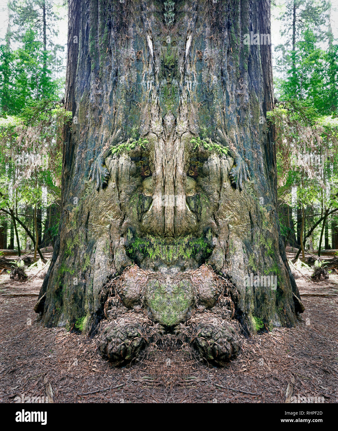 Albero di sequoia burl. Fotografato sul viale dei giganti nella California del Nord. Questo albero di sequoia era di circa un migliaio di anni e 250 piedi di altezza. Foto Stock