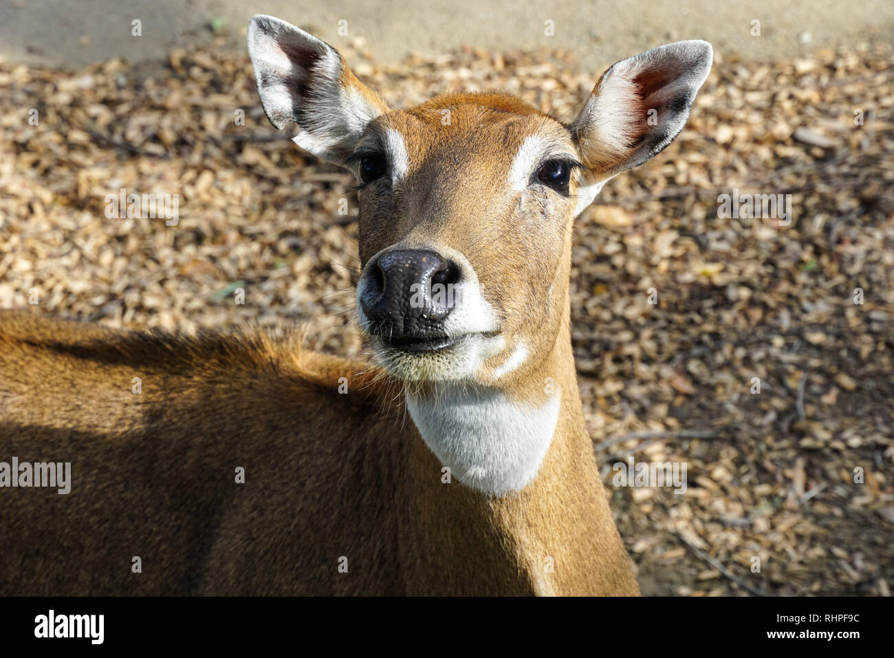 Antilope femminile del nilgai, Boselaphus tragocamelus allo zoo di Vienna, Austria Foto Stock