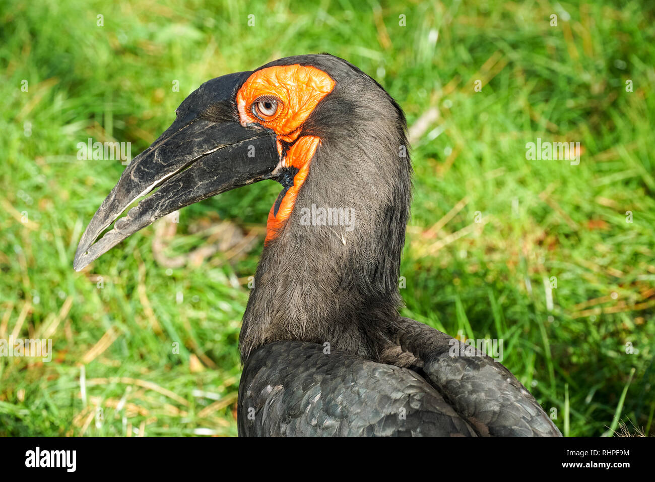 Massa meridionale Hornbill (Bucorvus leadbeateri) Foto Stock