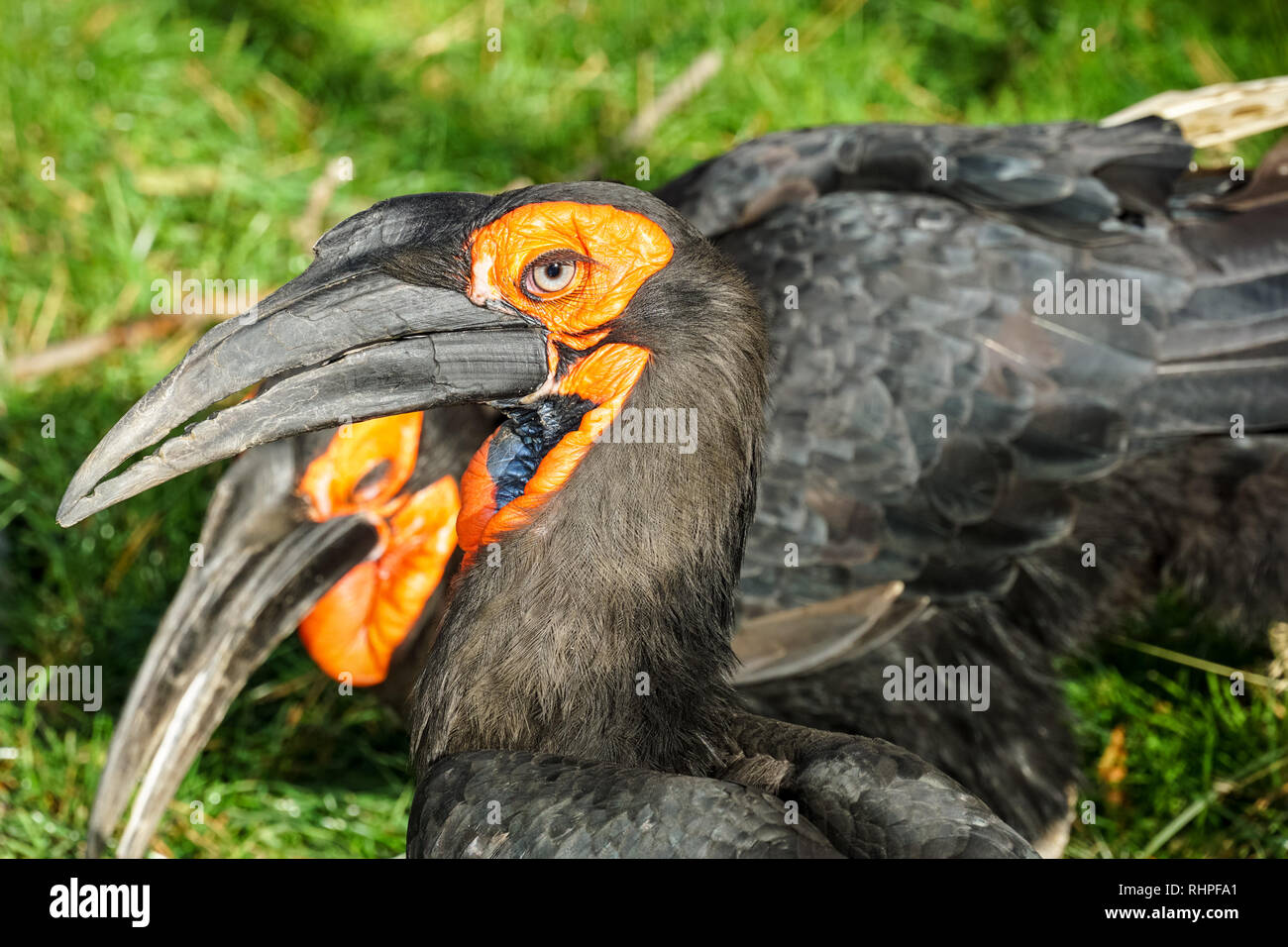 Massa meridionale Hornbill (Bucorvus leadbeateri) Foto Stock