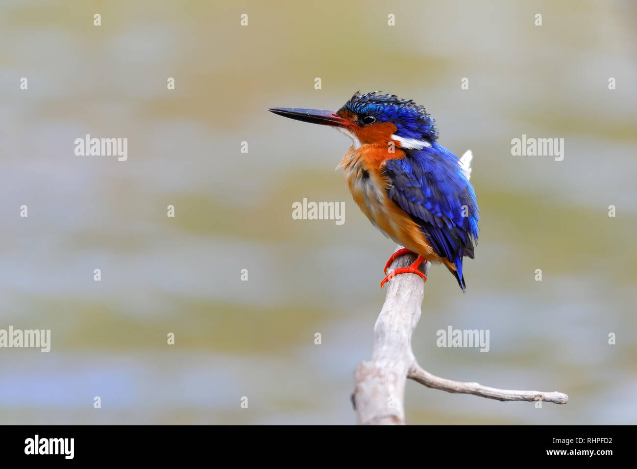 Madagascar bellissimo uccello kingfisher, Corythornis vintsioides, seduto su un ramo. Ankarafantsika Parco nazionale del Madagascar wildlife, Africa Foto Stock