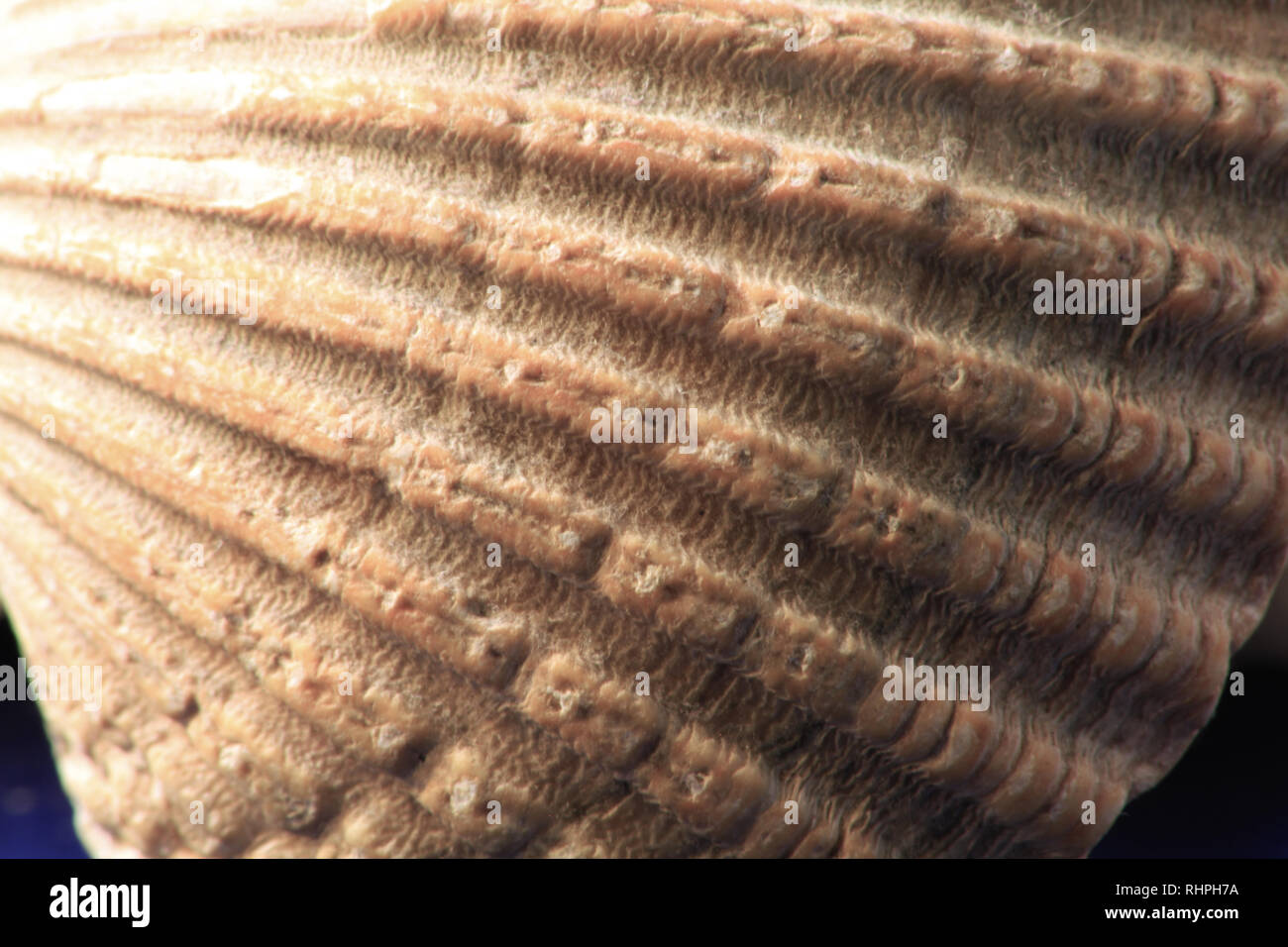 Guscio di Cockle Foto Stock